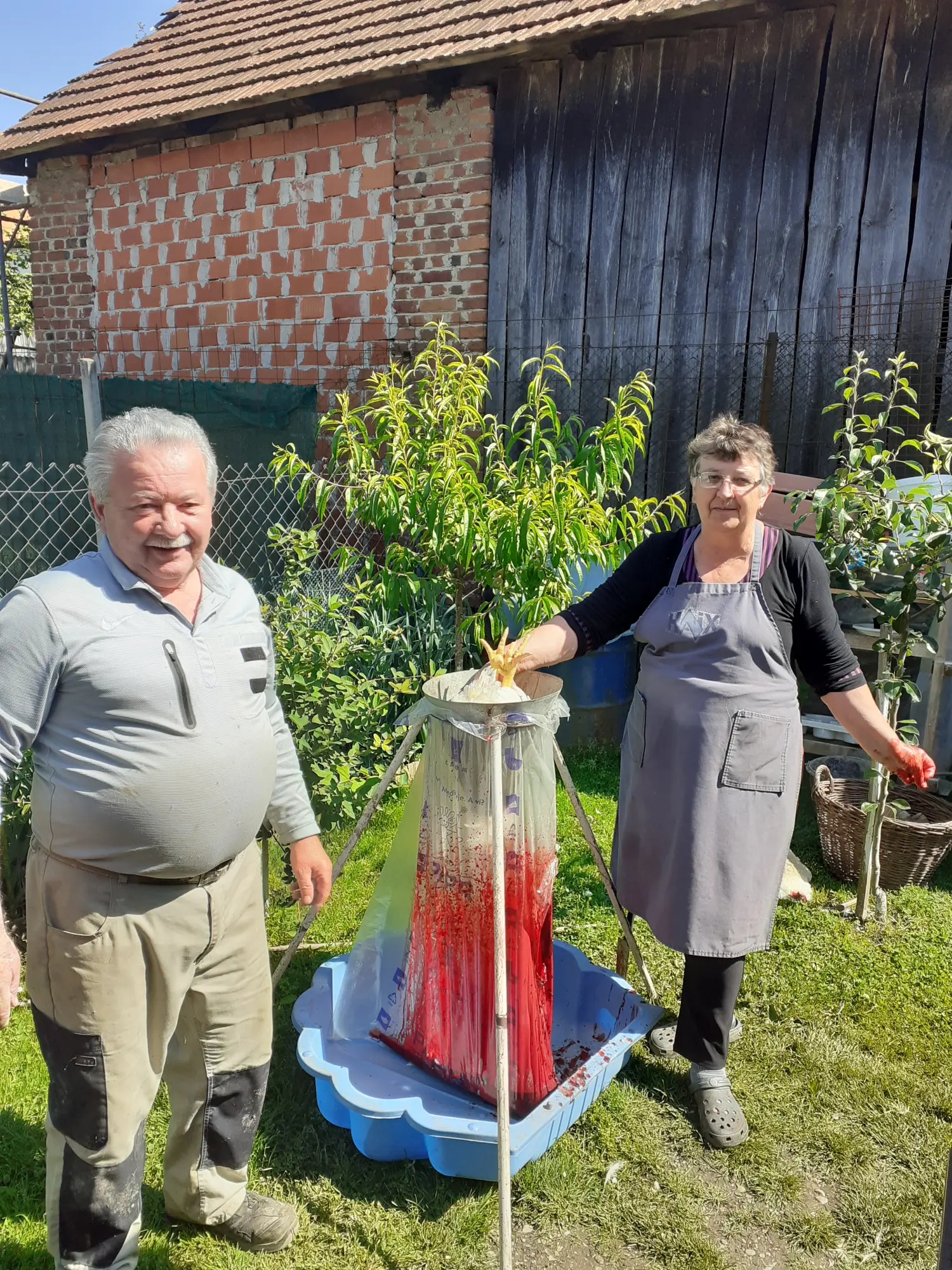 gornji mihaljevec,kralj,pilići (1) gornji mihaljevec,kralj,pilići (1)