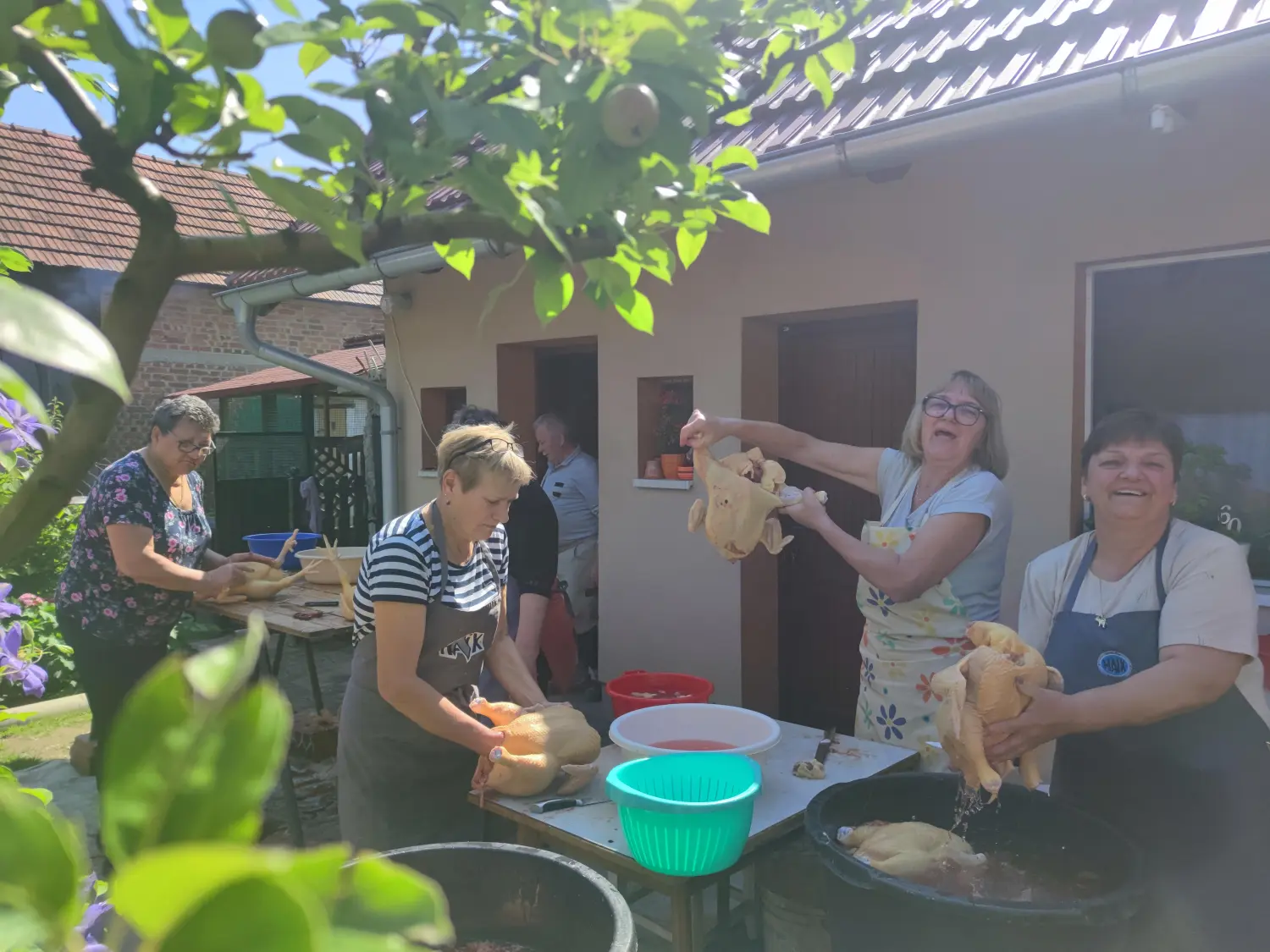 gornji mihaljevec,kralj,pilići (2) gornji mihaljevec,kralj,pilići (2)