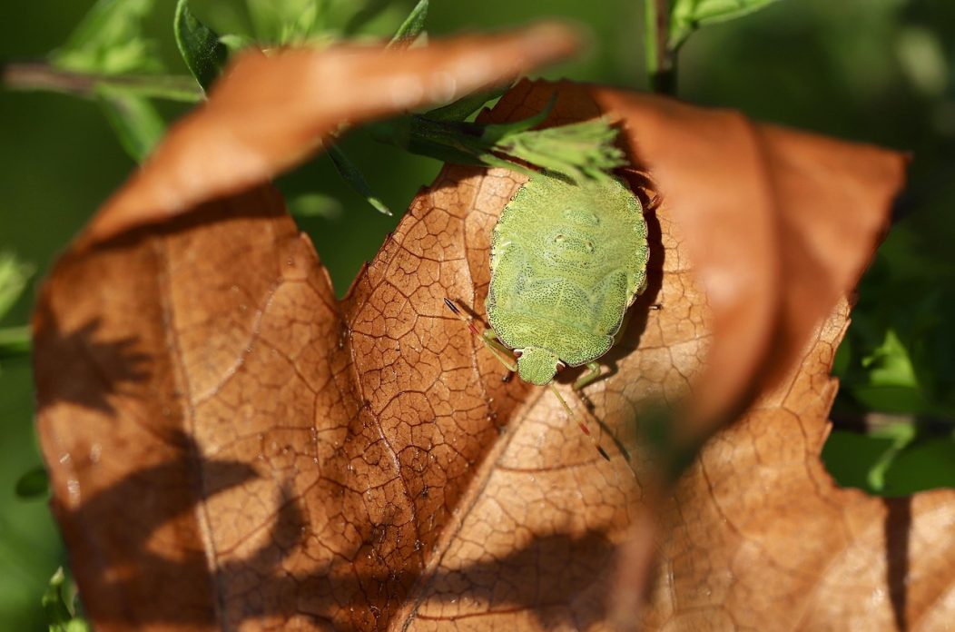 Kako se riješiti smrdljivih martina