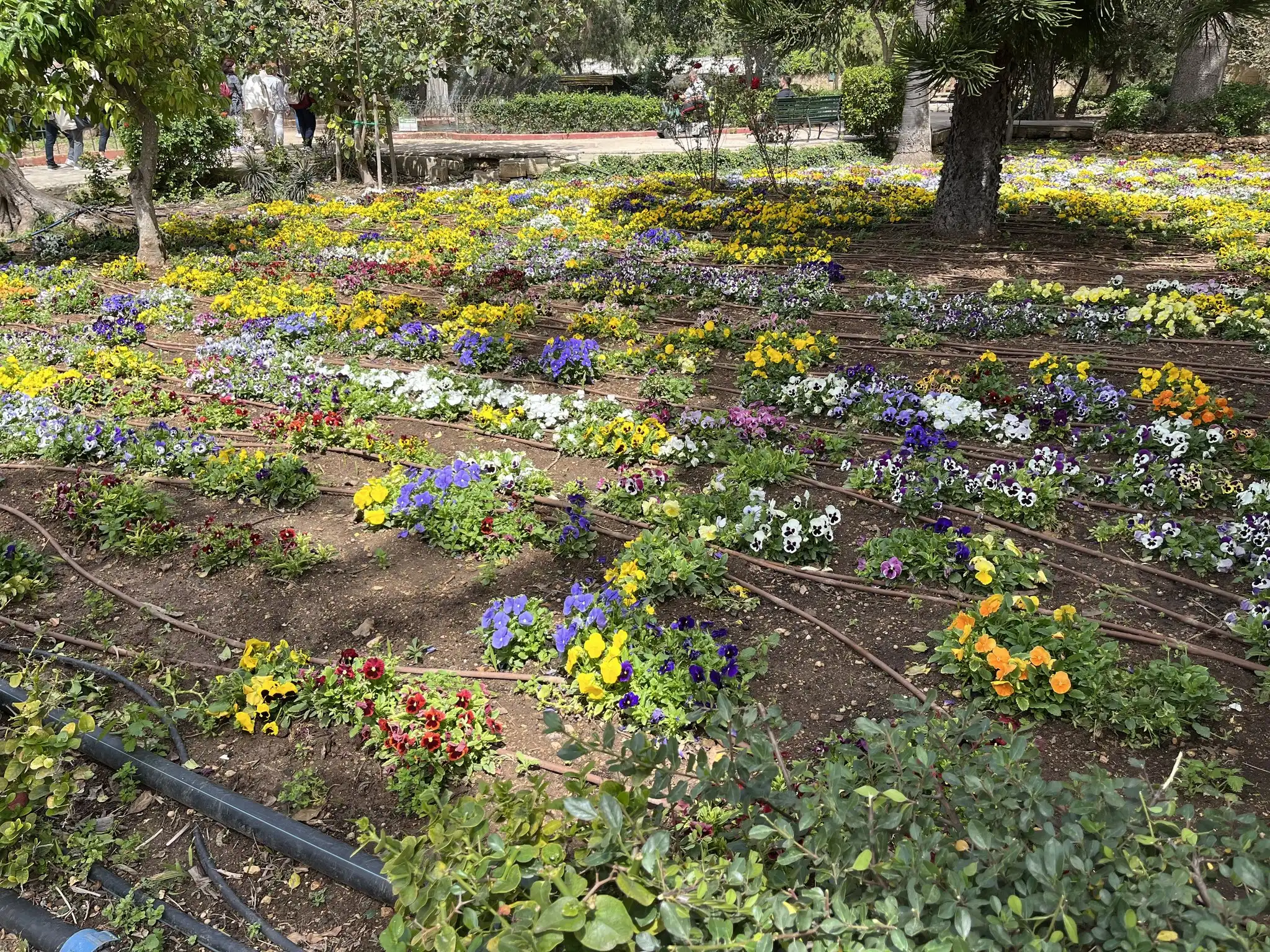 hodočašće na Maltu, župa Nedelišće (15)