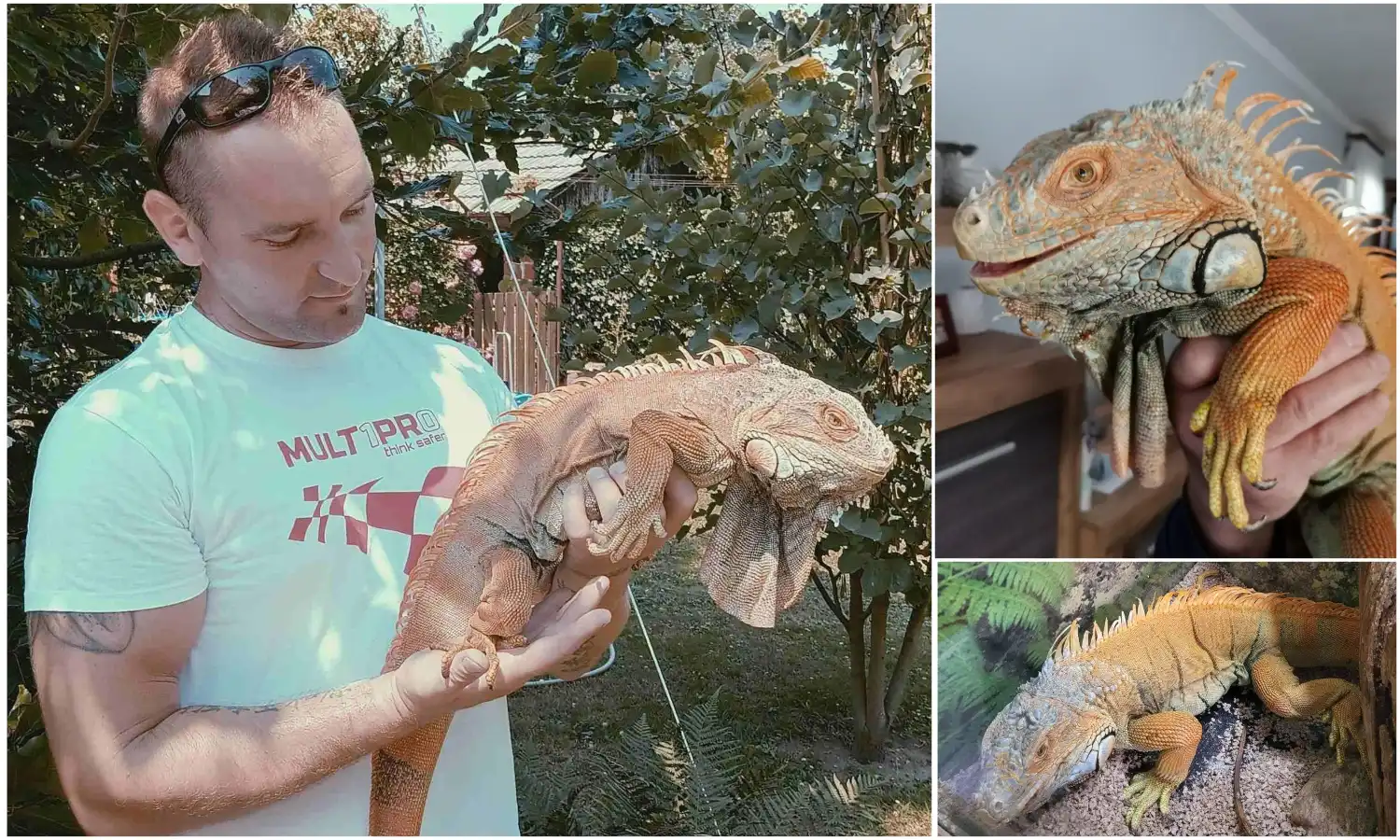 iguana Elvis, Velimir Bašek (1) iguana Elvis, Velimir Bašek (1)