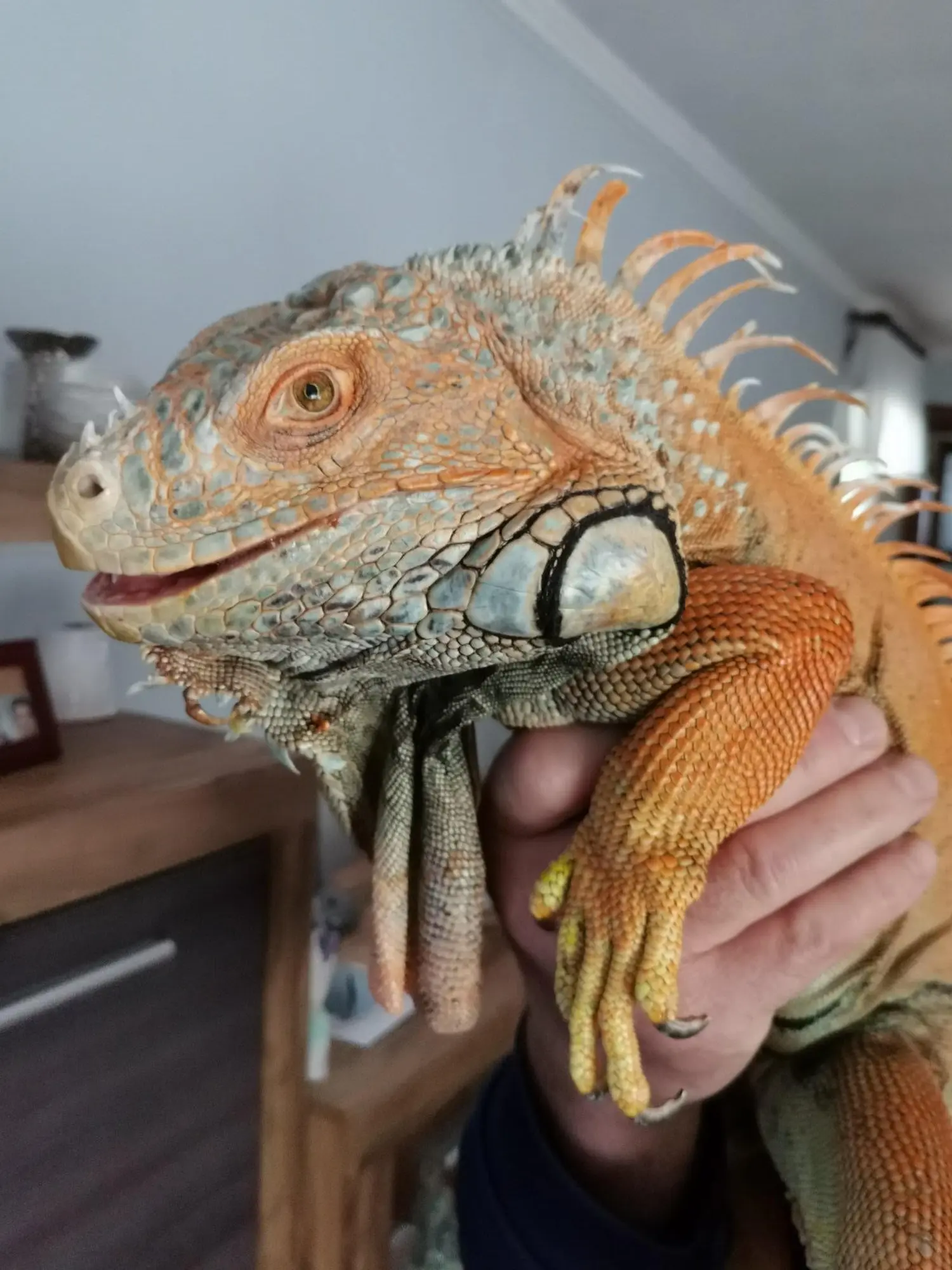 iguana Elvis, Velimir Bašek (2) iguana Elvis, Velimir Bašek (2)