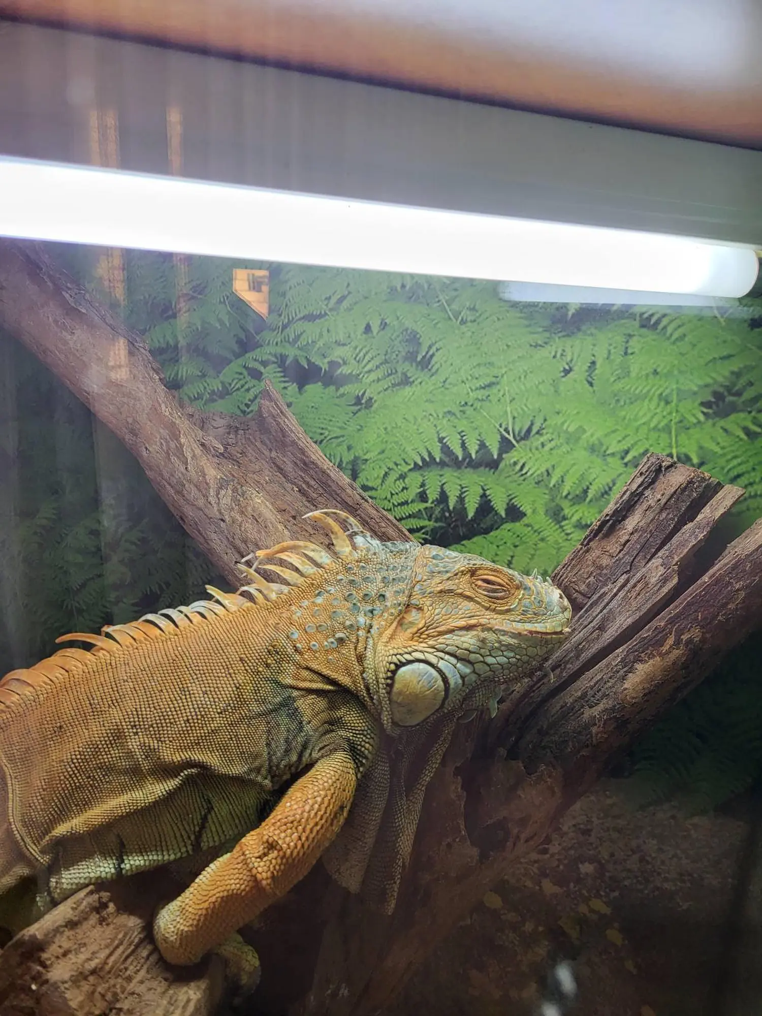 iguana Elvis, Velimir Bašek (3) iguana Elvis, Velimir Bašek (3)