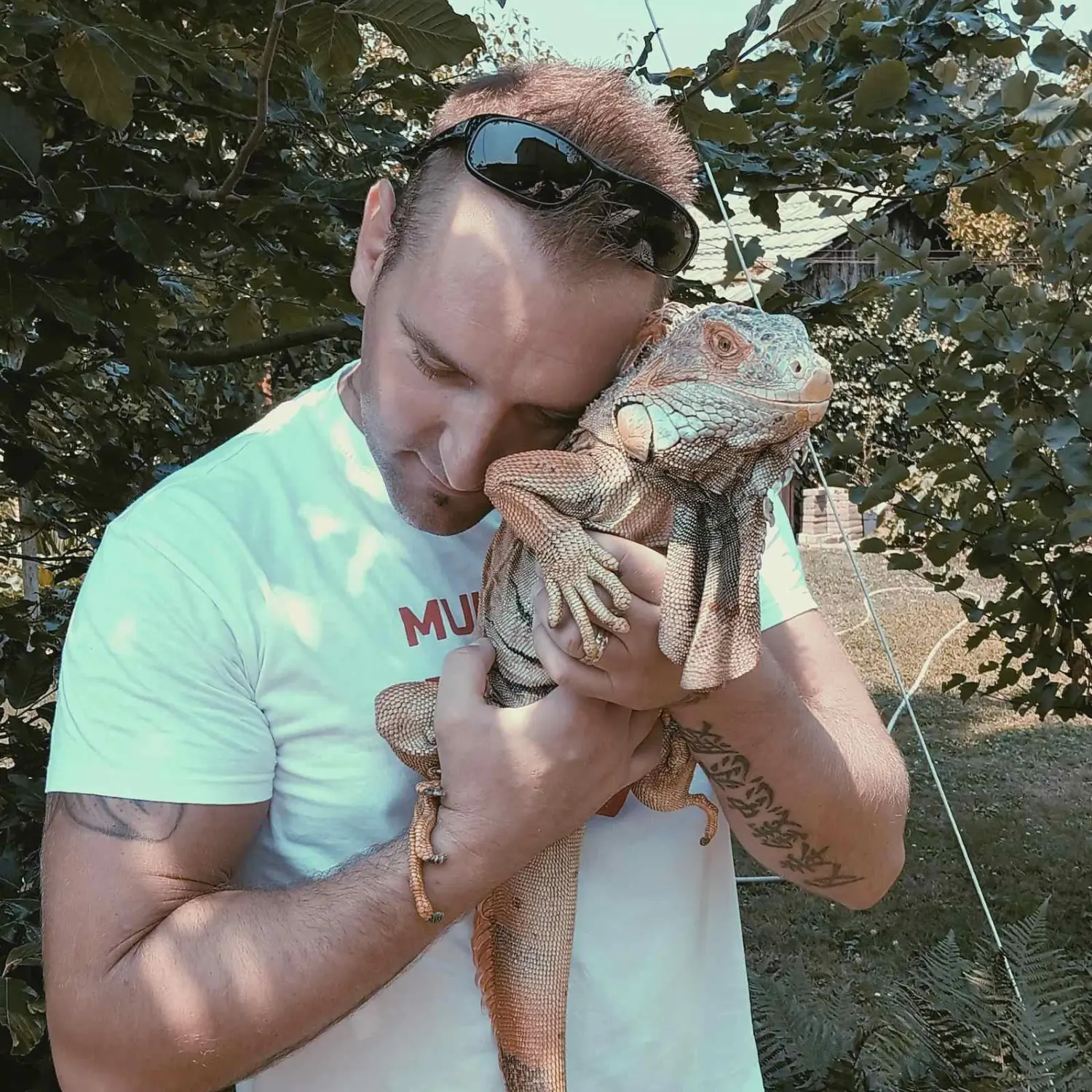 iguana Elvis, Velimir Bašek (5) iguana Elvis, Velimir Bašek (5)