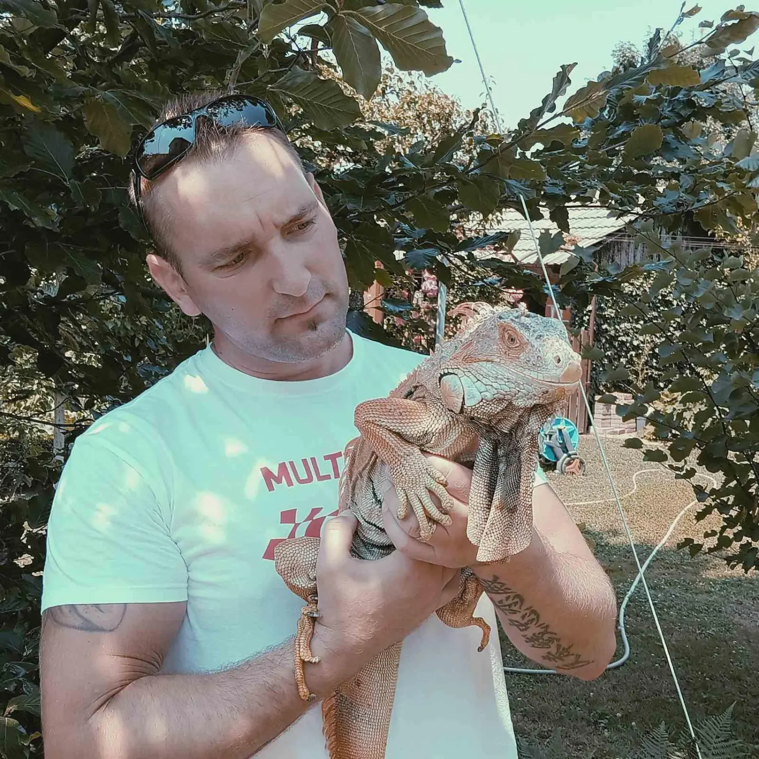 iguana Elvis, Velimir Bašek (6) iguana Elvis, Velimir Bašek (6)