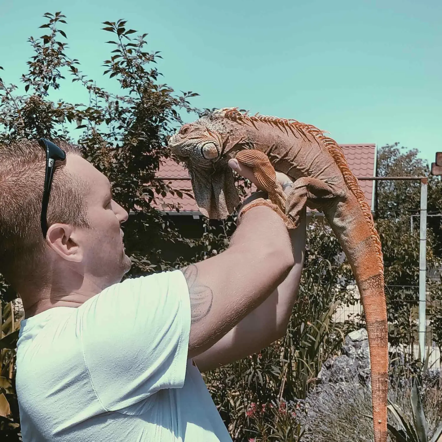 iguana Elvis, Velimir Bašek (7) iguana Elvis, Velimir Bašek (7)