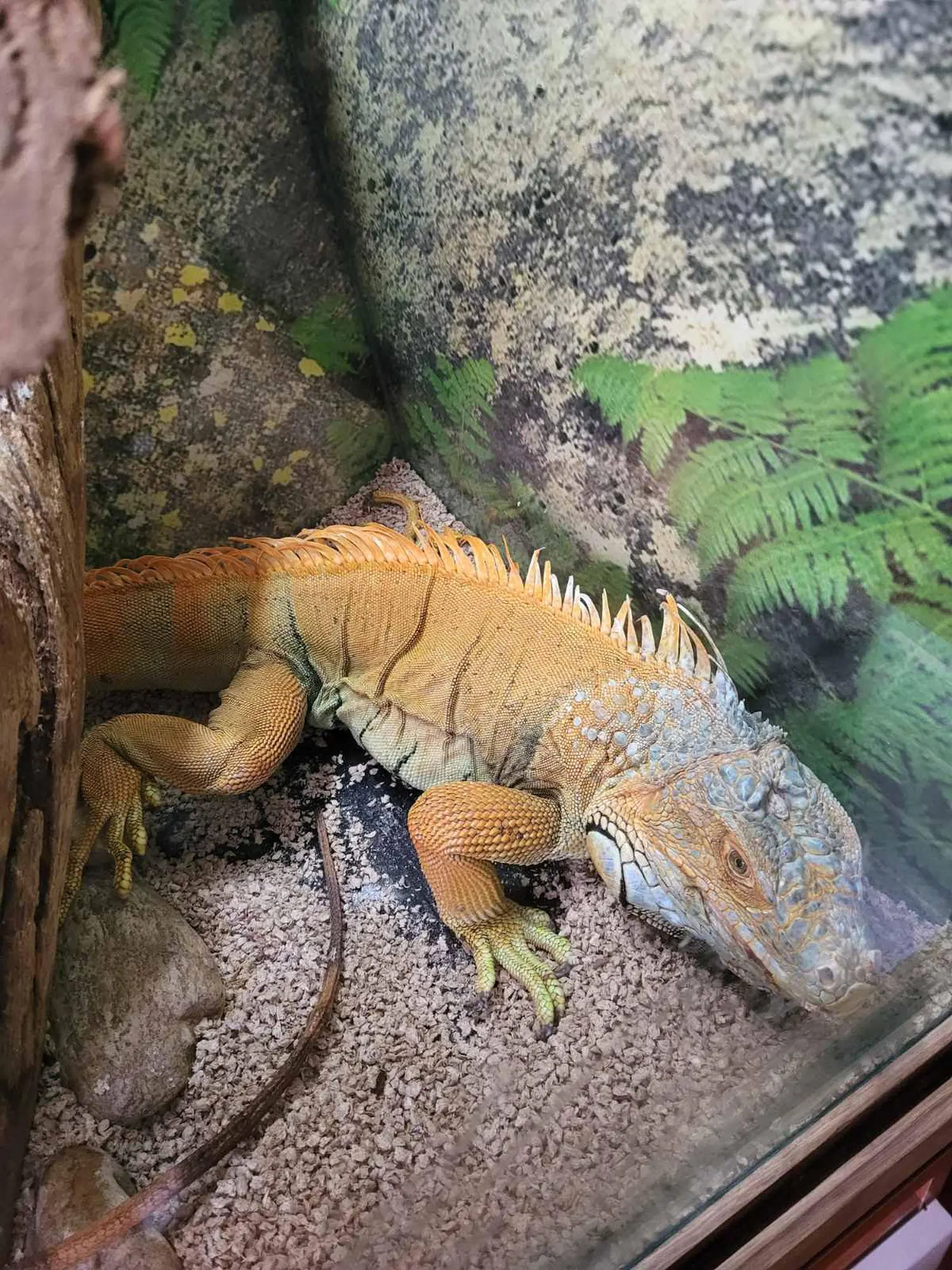 iguana Elvis, Velimir Bašek (8) iguana Elvis, Velimir Bašek (8)