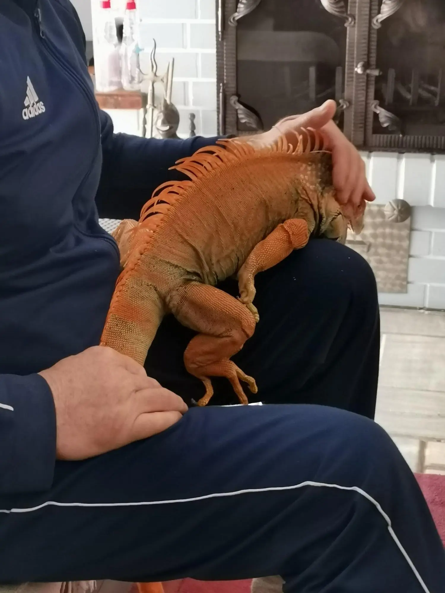 iguana Elvis, Velimir Bašek (9) iguana Elvis, Velimir Bašek (9)