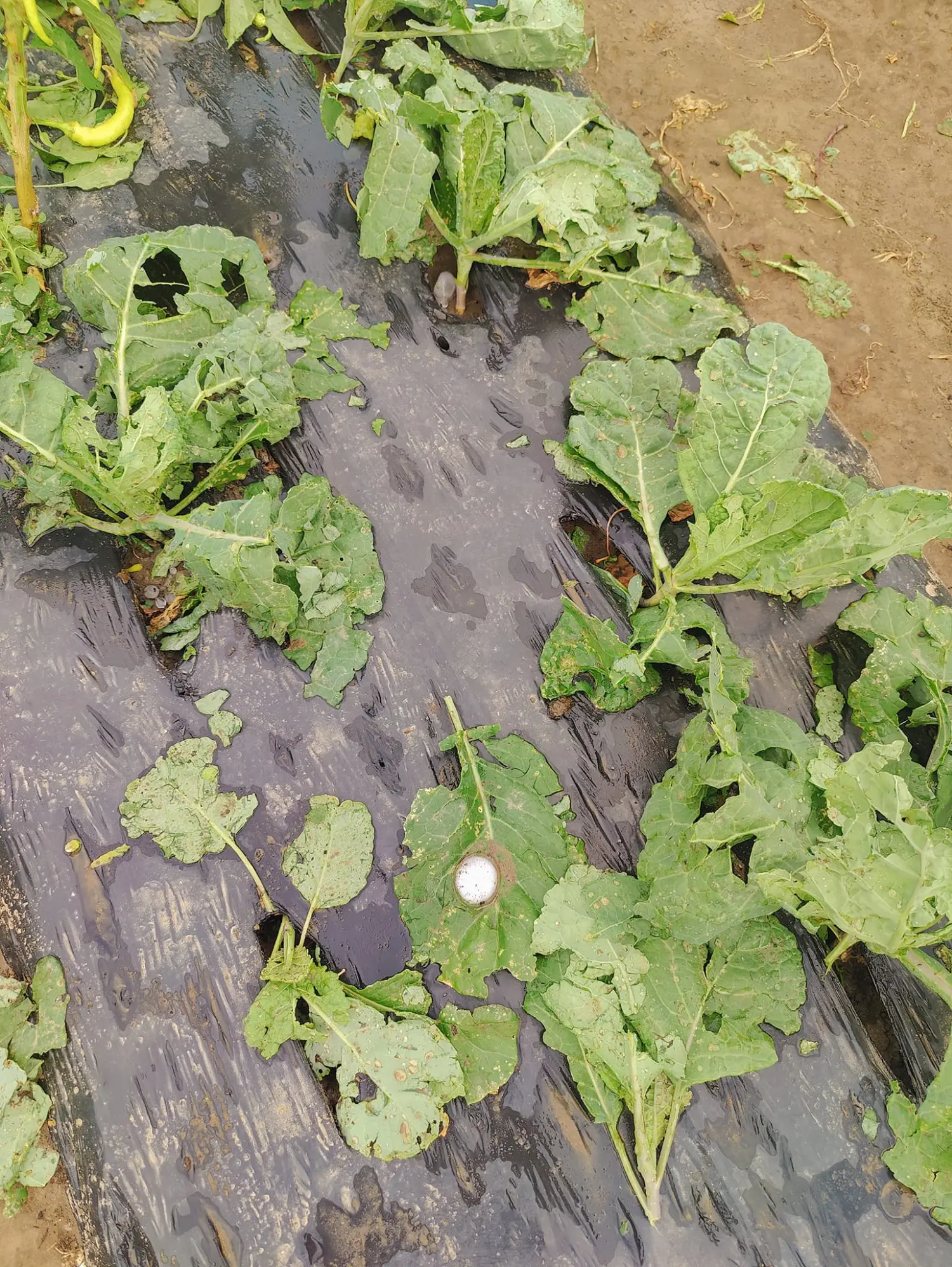 opg zelenić,šteta opg zelenić,šteta