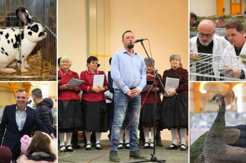 izložba malih životinja (2)