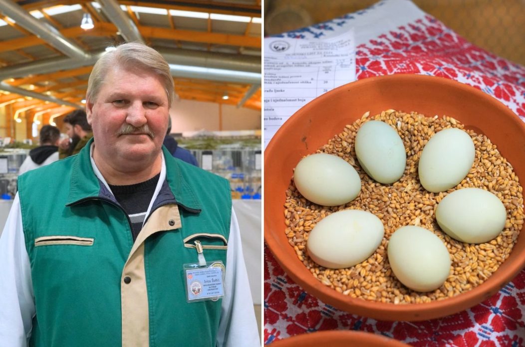 izložba malih životinja Ivica Šoltić