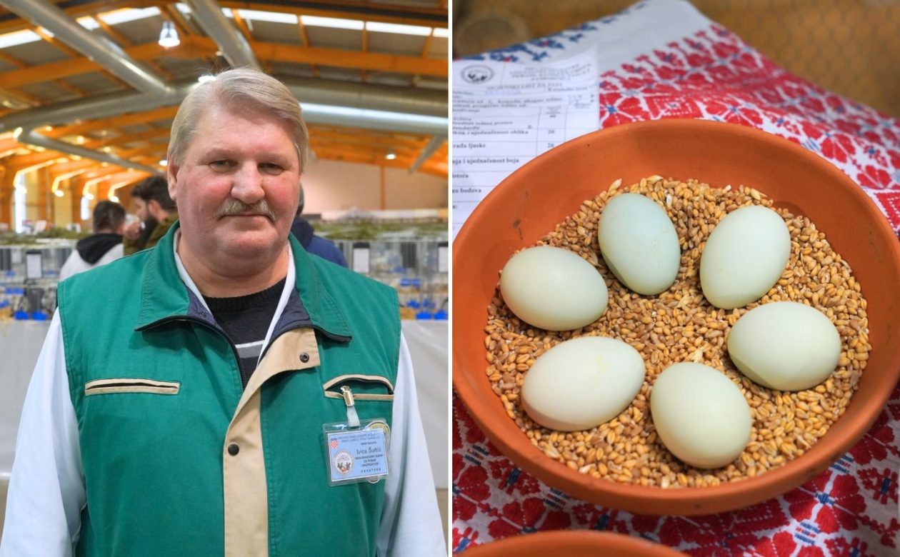 izložba malih životinja Ivica Šoltić