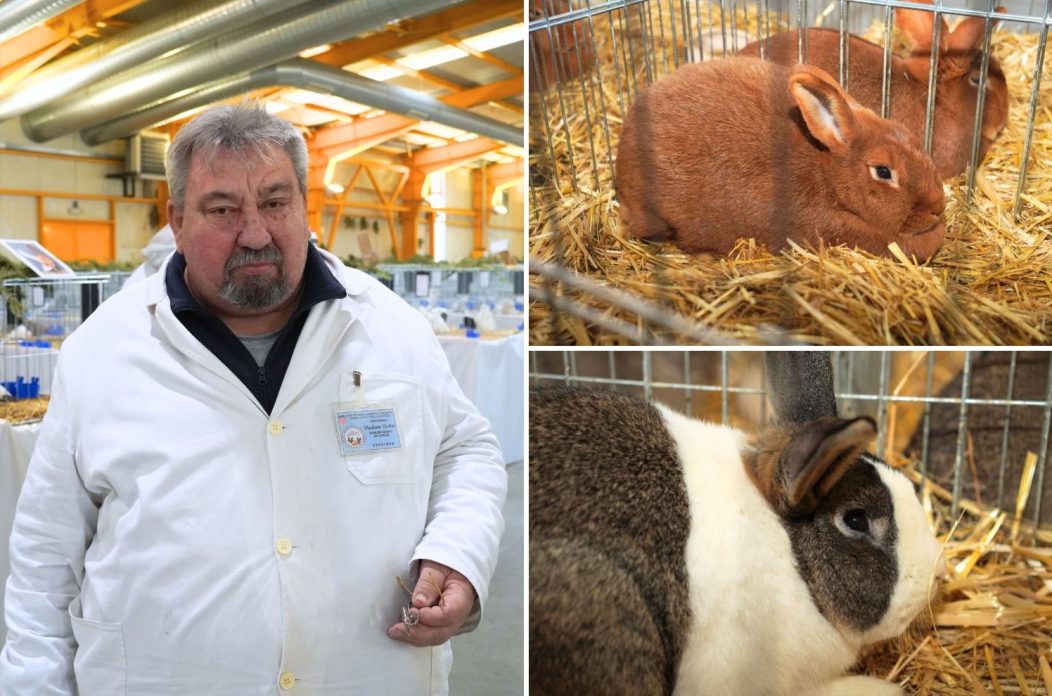 izložba malih životinja Vladimir Ovčar