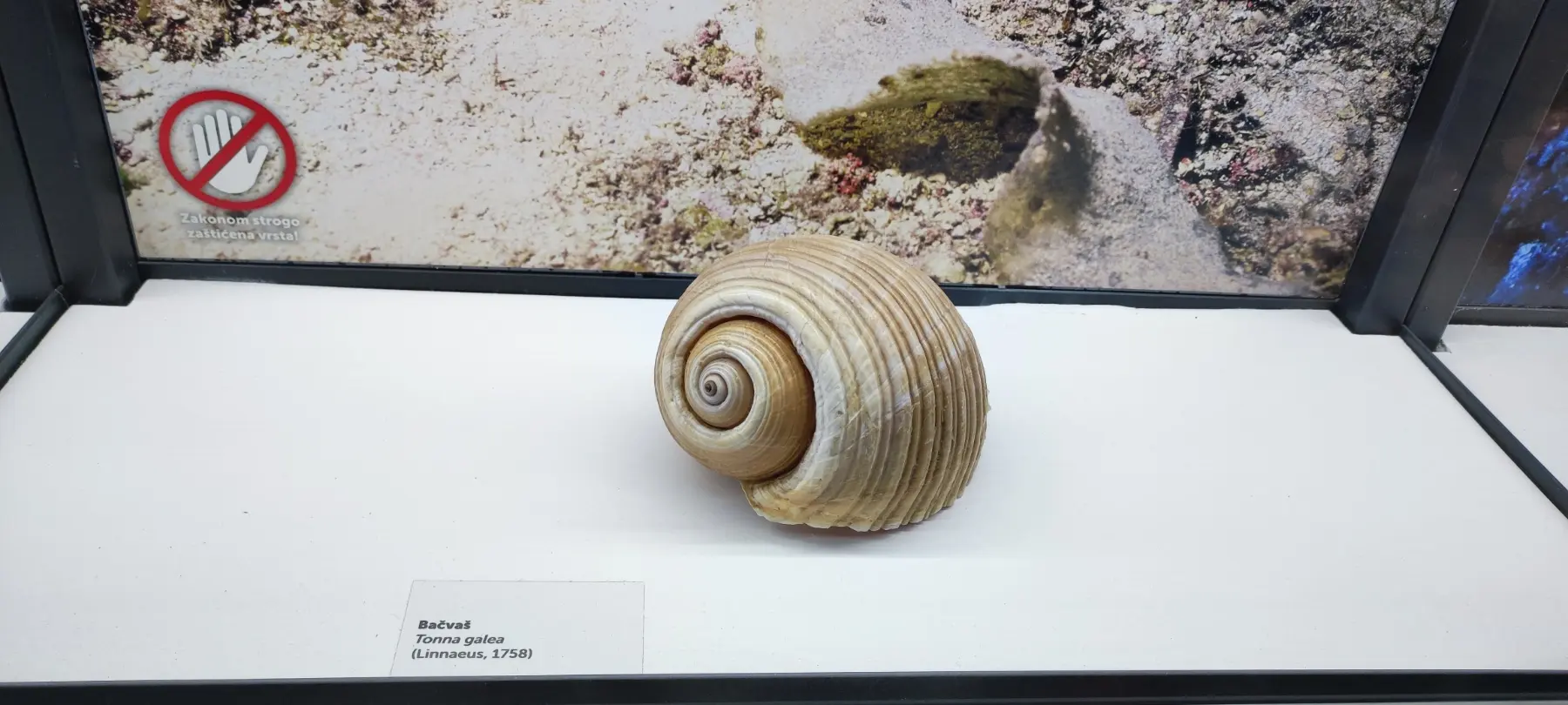 izložba, morske dubine coo (1) izložba, morske dubine coo (1)