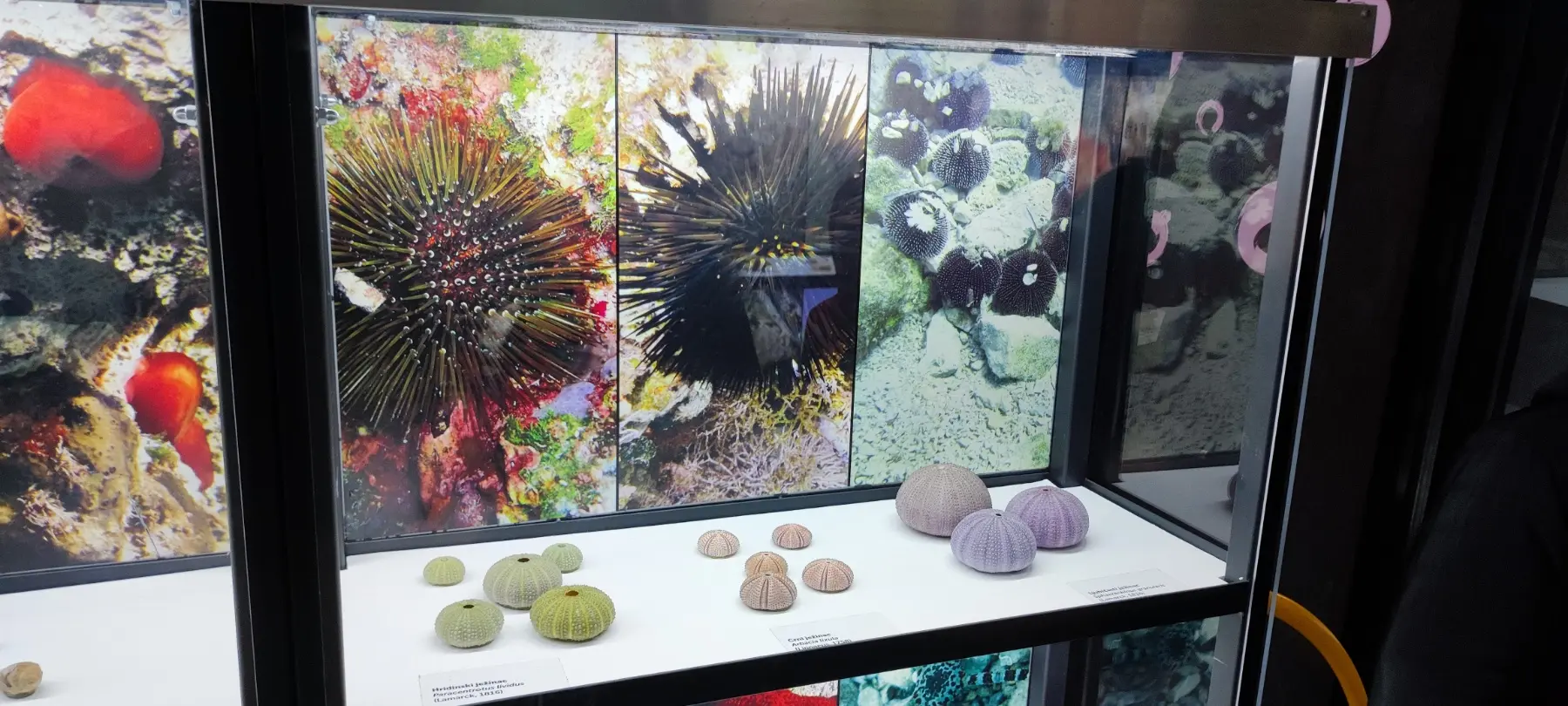 izložba, morske dubine coo (2) izložba, morske dubine coo (2)