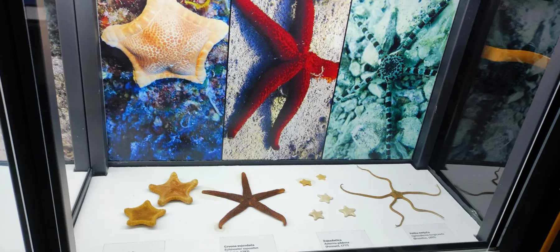 izložba, morske dubine coo (4) izložba, morske dubine coo (4)