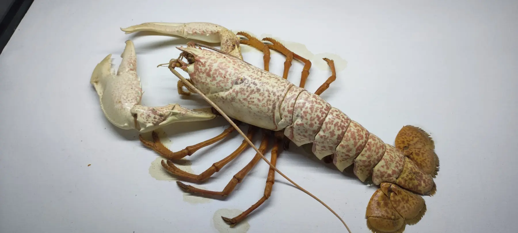 izložba, morske dubine coo (5) izložba, morske dubine coo (5)