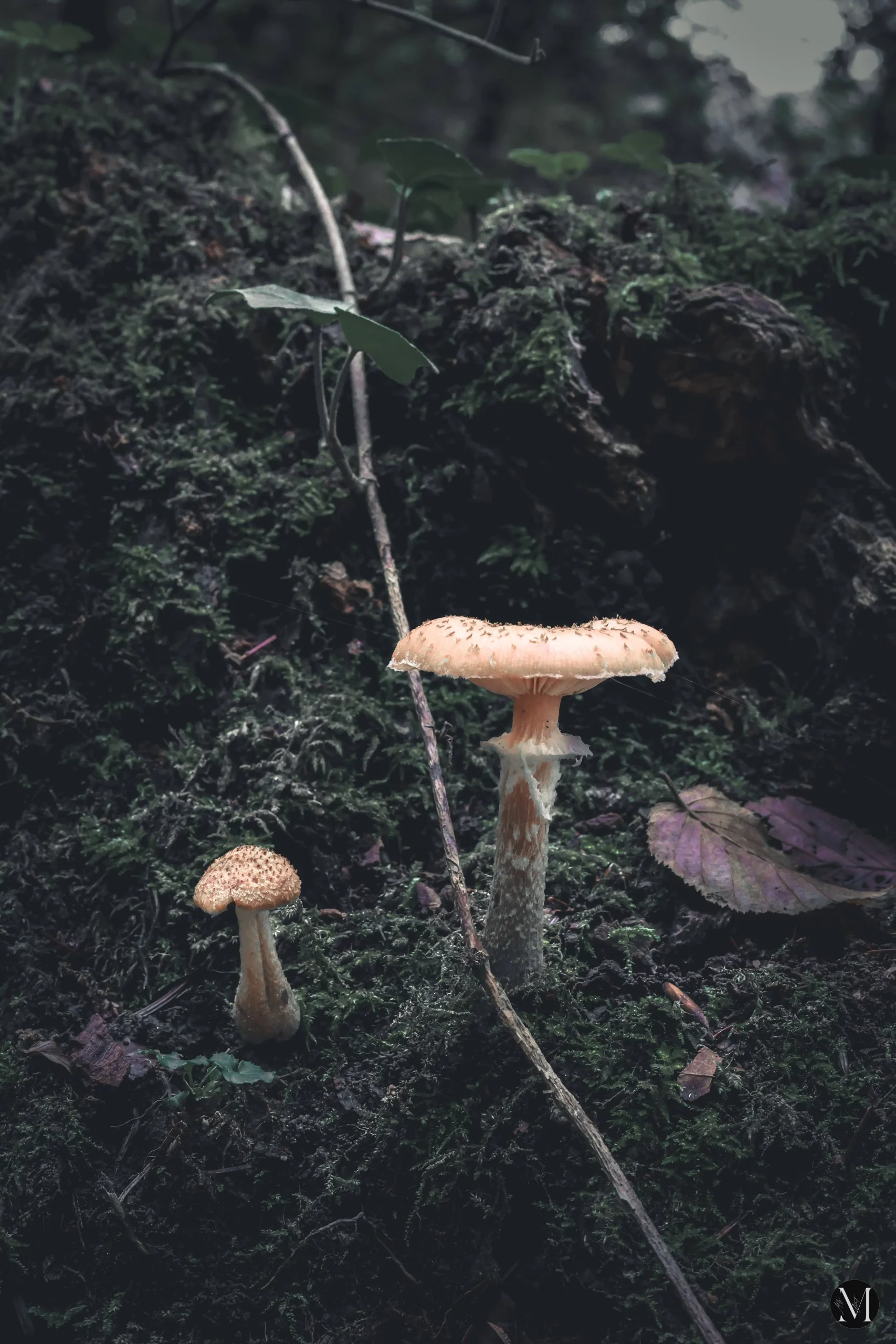 jesen, mateja balent (1) jesen, mateja balent (1)