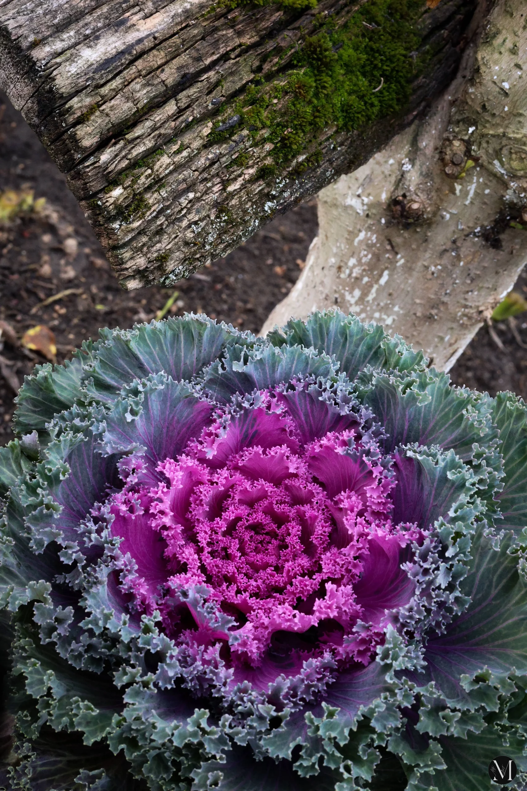 jesen, mateja balent (14) jesen, mateja balent (14)