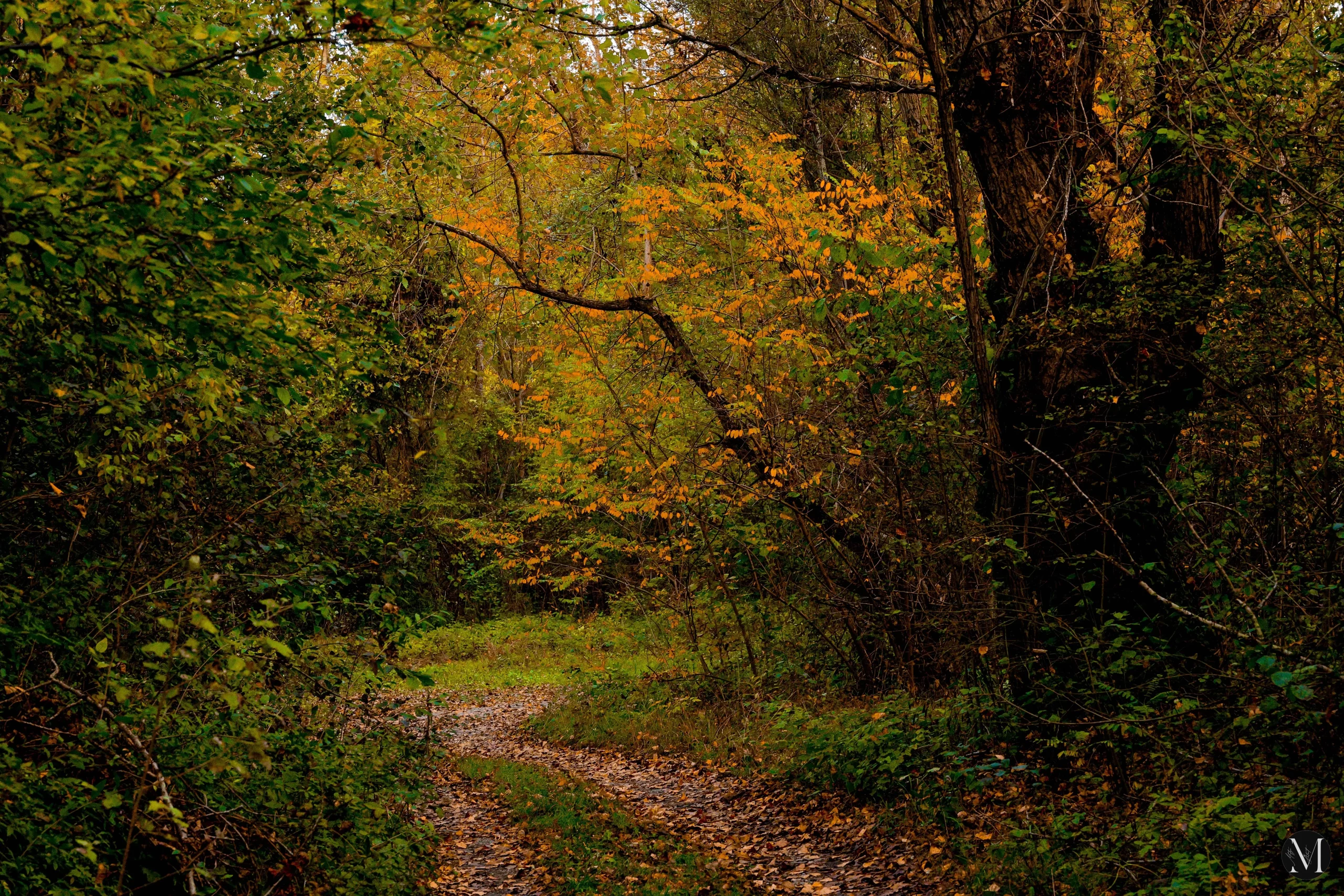 jesen, mateja balent (15) jesen, mateja balent (15)