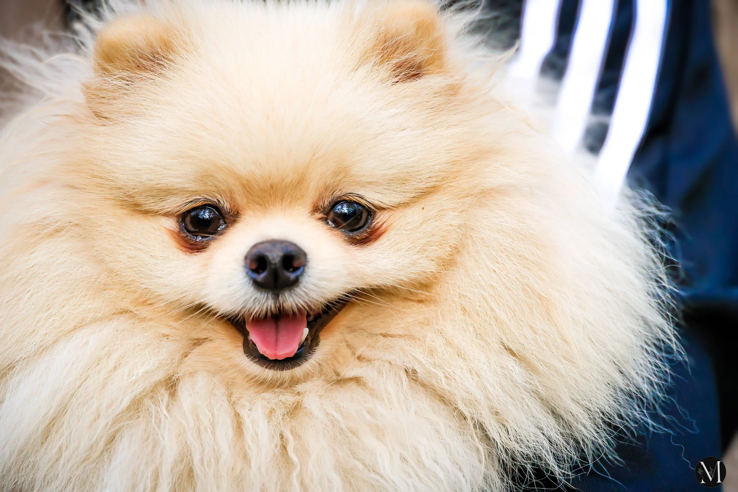 jesen, mateja balent (16) jesen, mateja balent (16)