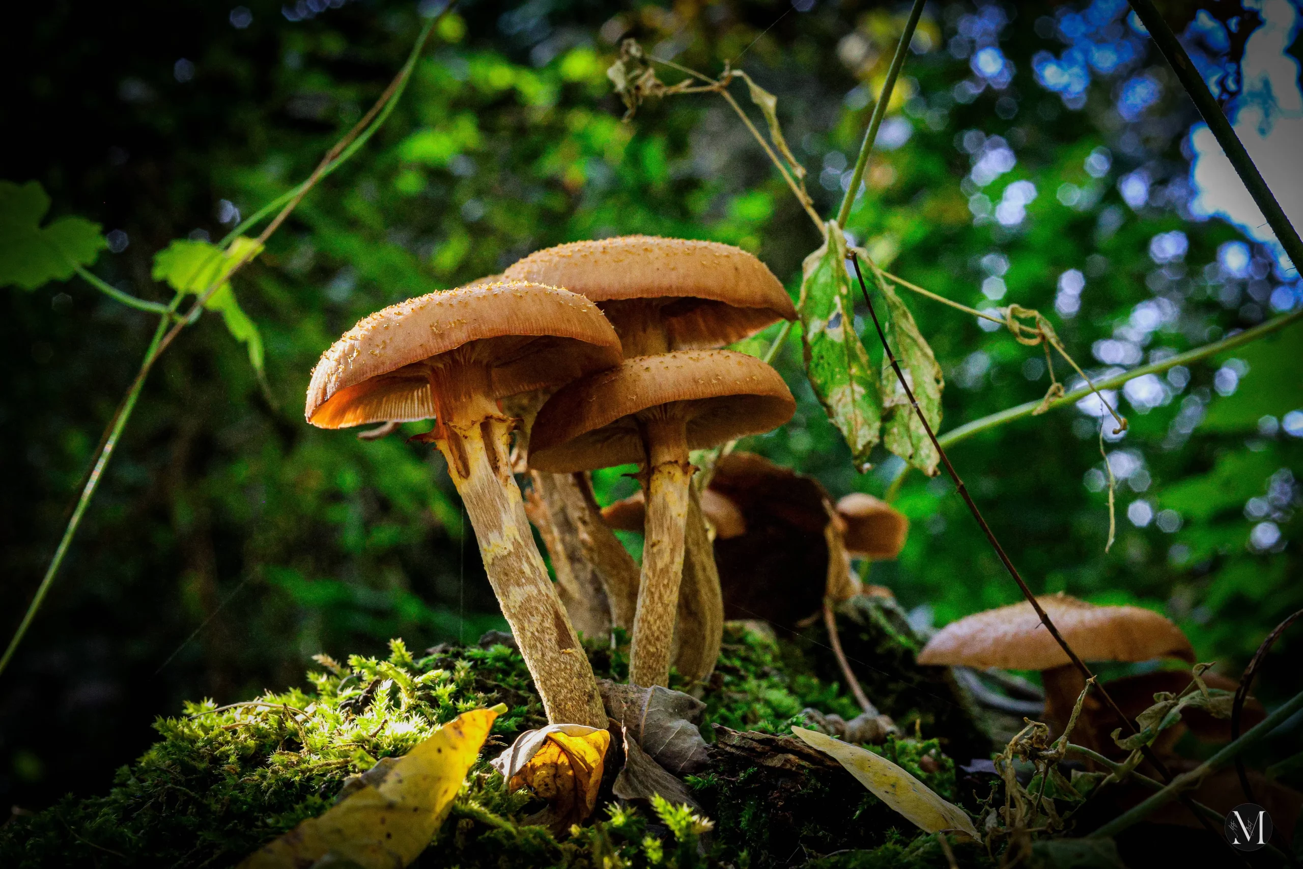 jesen, mateja balent (17) jesen, mateja balent (17)