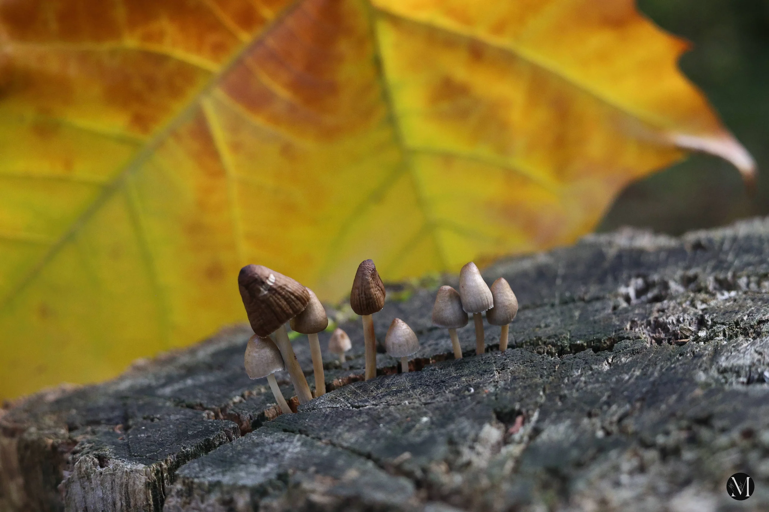 jesen, mateja balent (4) jesen, mateja balent (4)