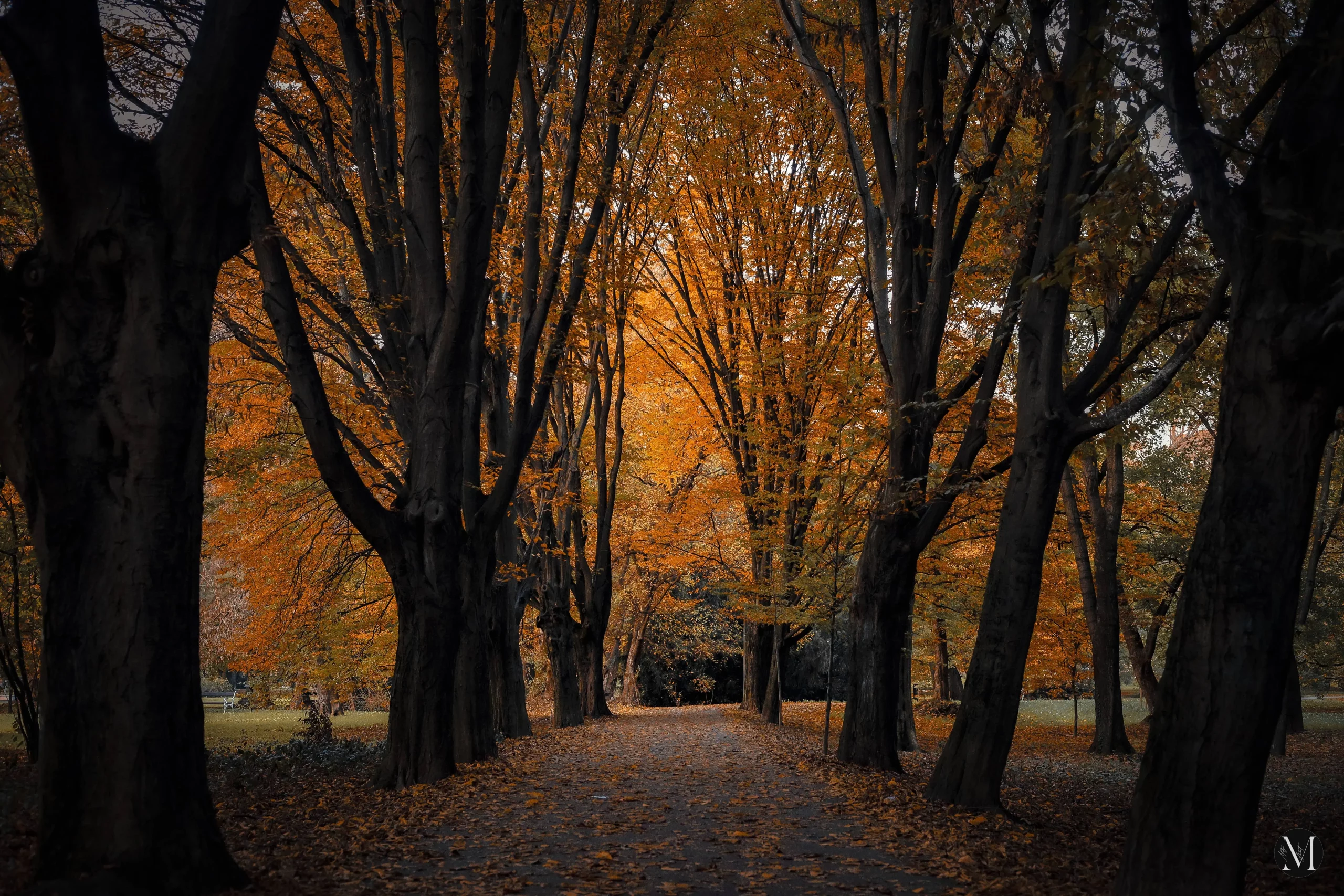 jesen, mateja balent (7) jesen, mateja balent (7)