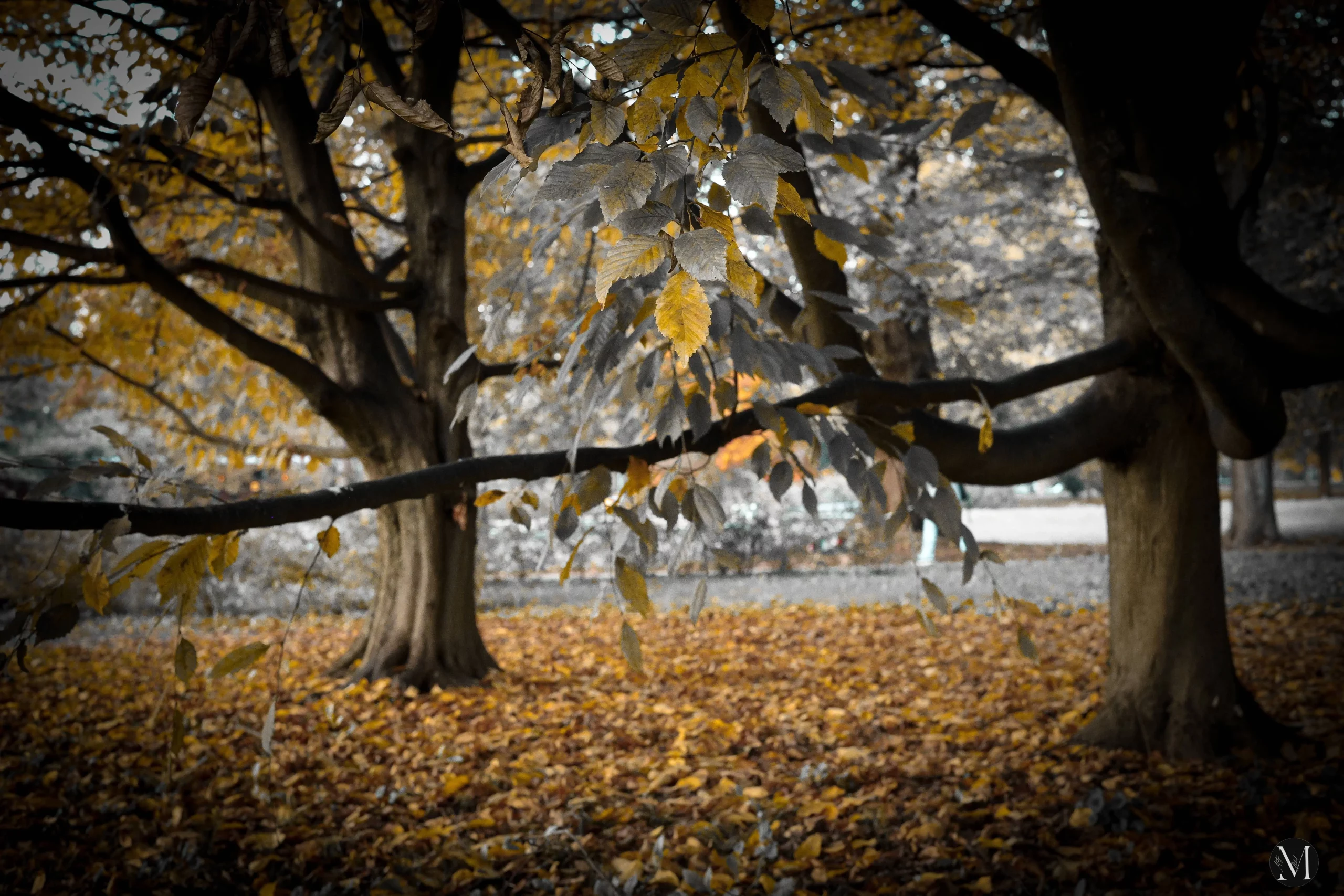 jesen, mateja balent (8) jesen, mateja balent (8)