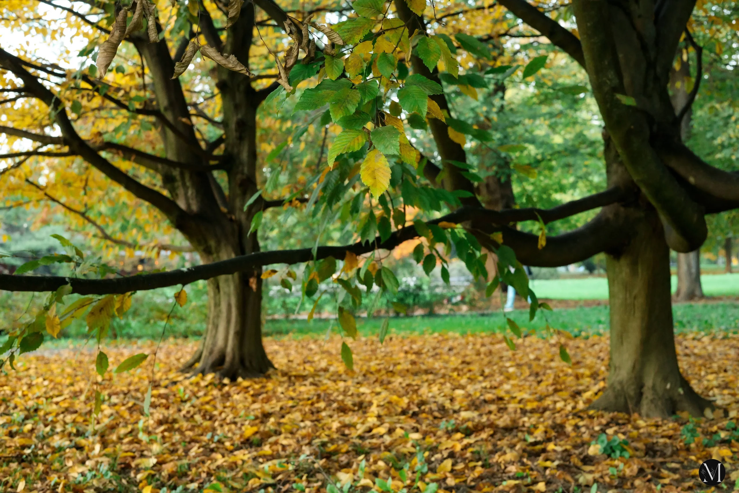 jesen, mateja balent (9) jesen, mateja balent (9)