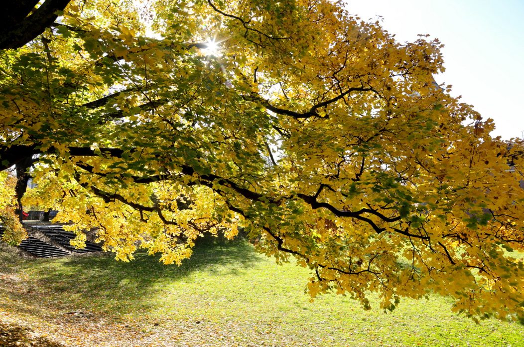 jesen u starom gradu8_resize