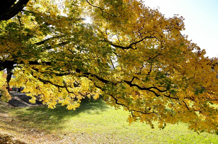 jesen u starom gradu8_resize