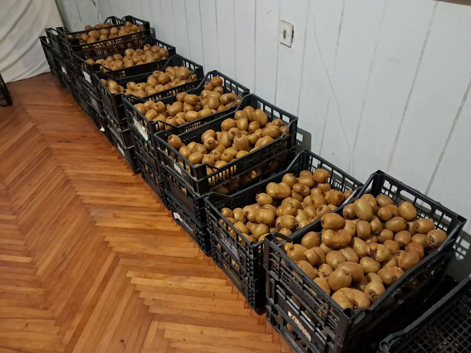 kivi dolenec (1) kivi dolenec (1)