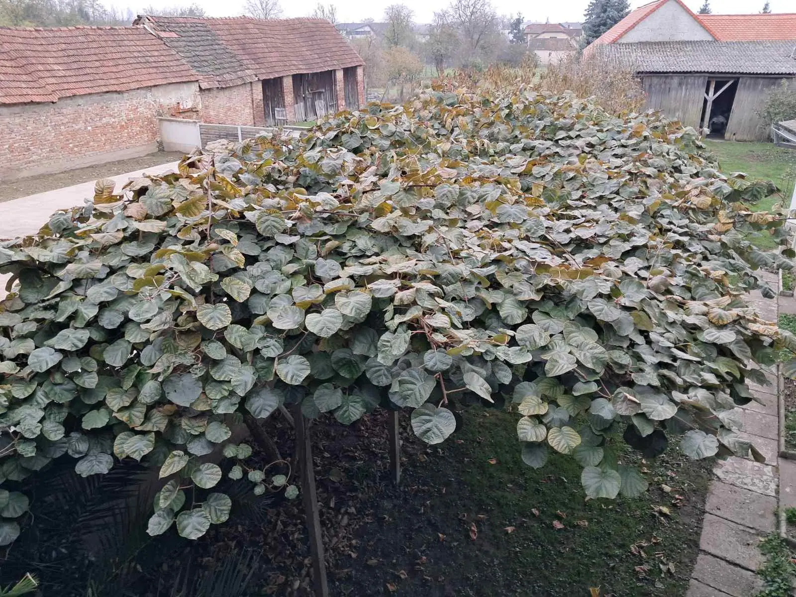 kivi dolenec (10) kivi dolenec (10)