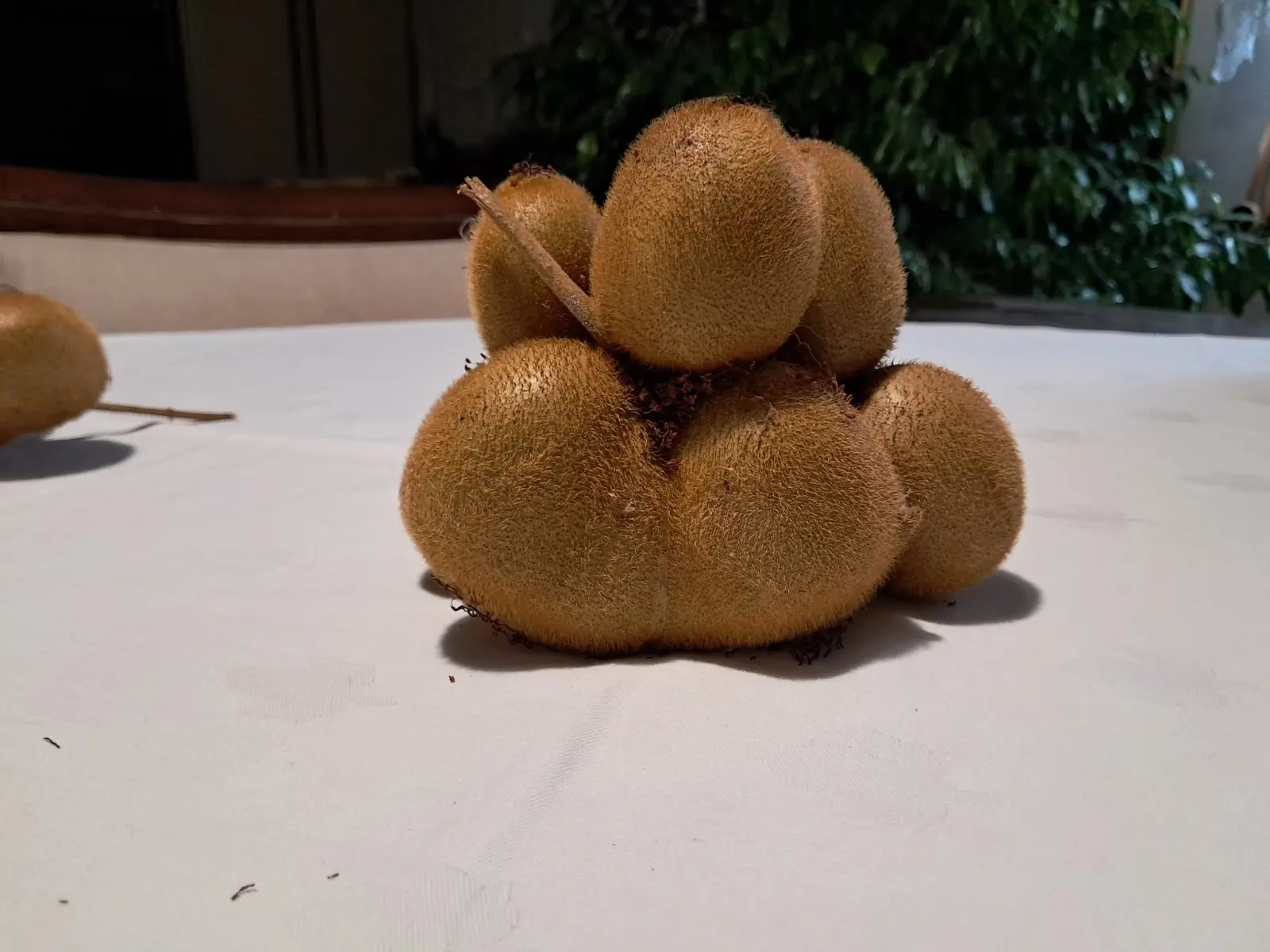 kivi dolenec (3) kivi dolenec (3)