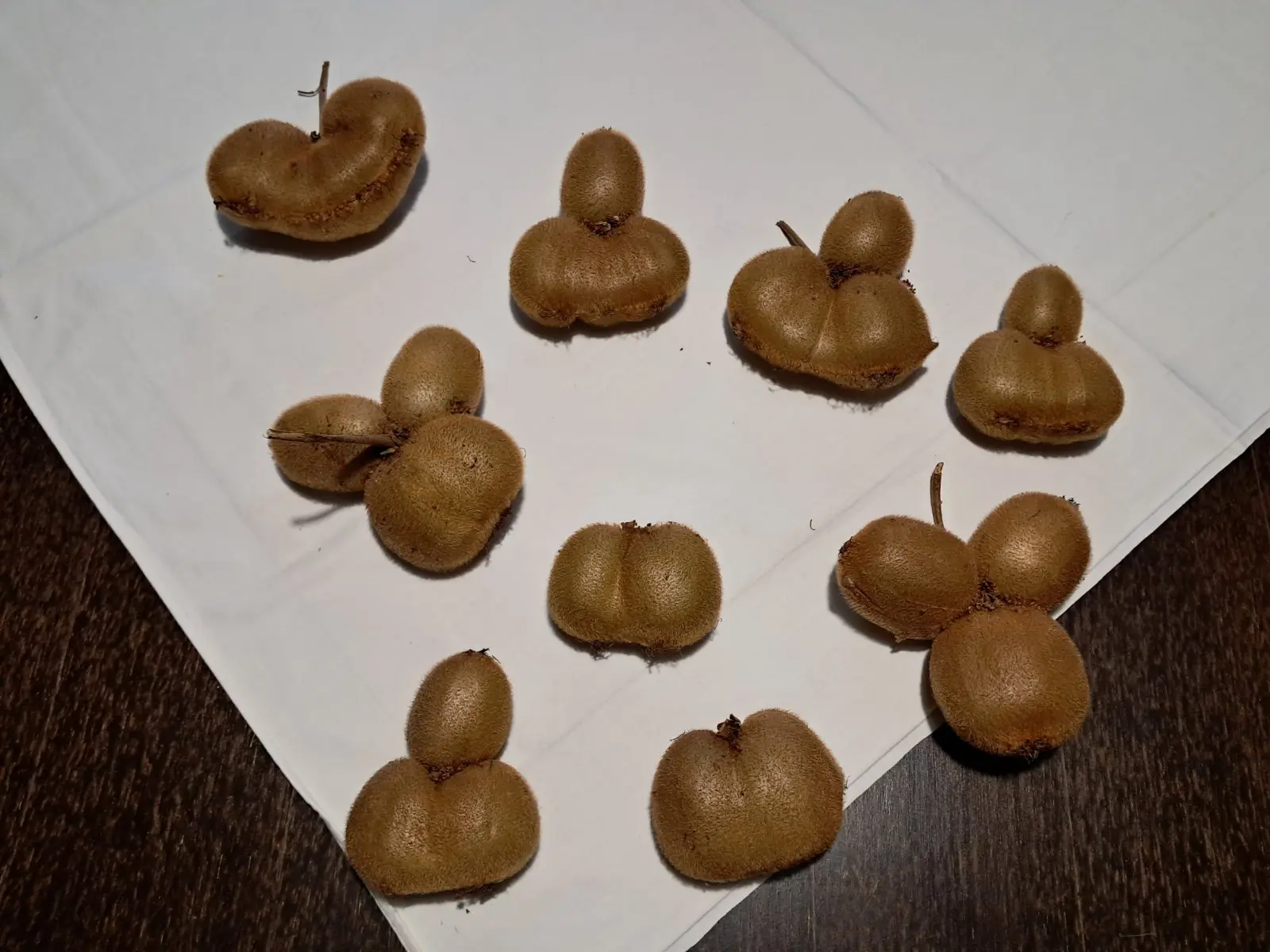 kivi dolenec (5) kivi dolenec (5)