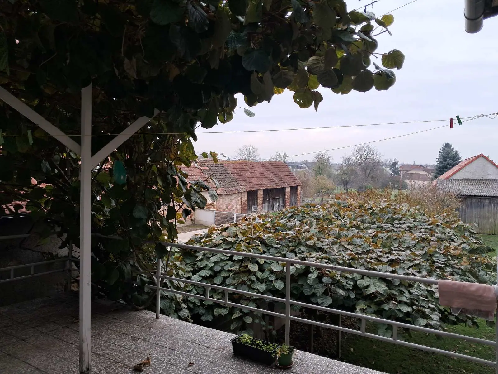 kivi dolenec (6) kivi dolenec (6)