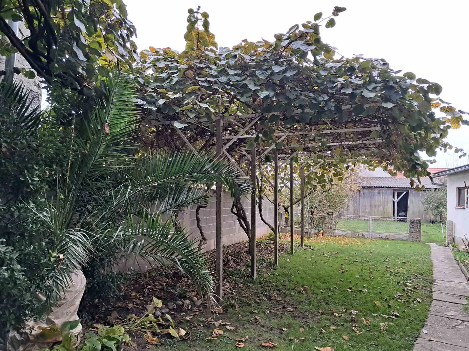 kivi dolenec (7) kivi dolenec (7)