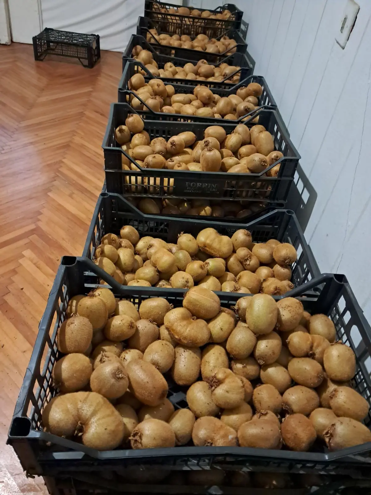 kivi dolenec (8) kivi dolenec (8)