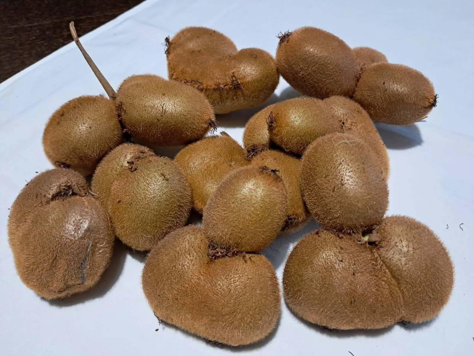 kivi dolenec (9) kivi dolenec (9)