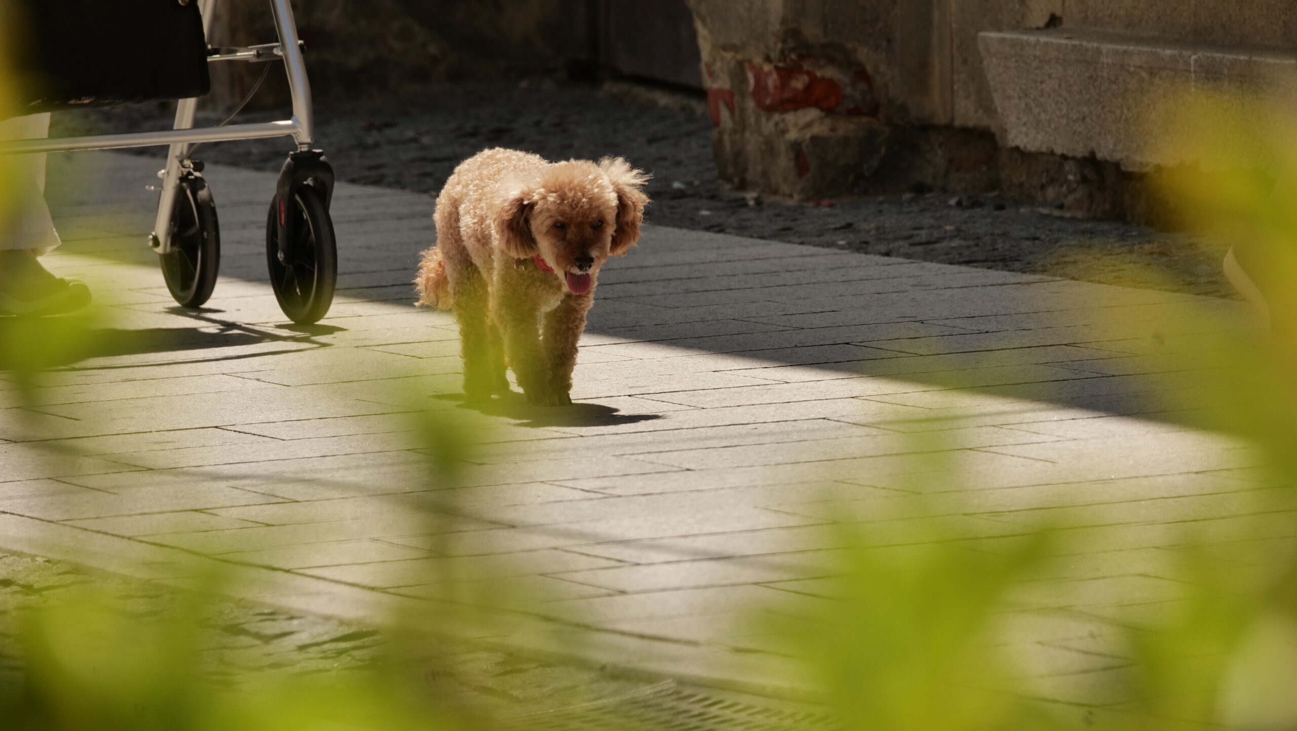 klikom po Čakovcu 28.6.2025 (21) klikom po Čakovcu 28.6.2025 (21)