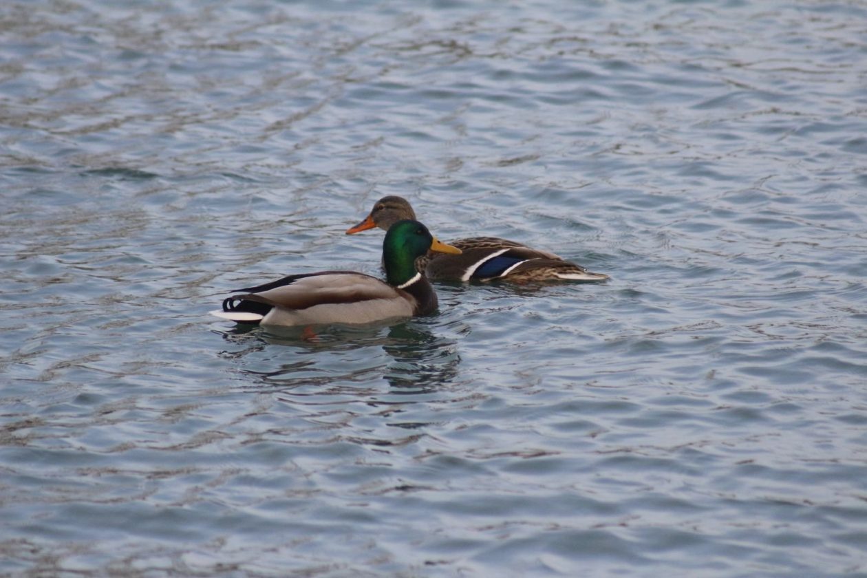 klikom po marini 0401 17