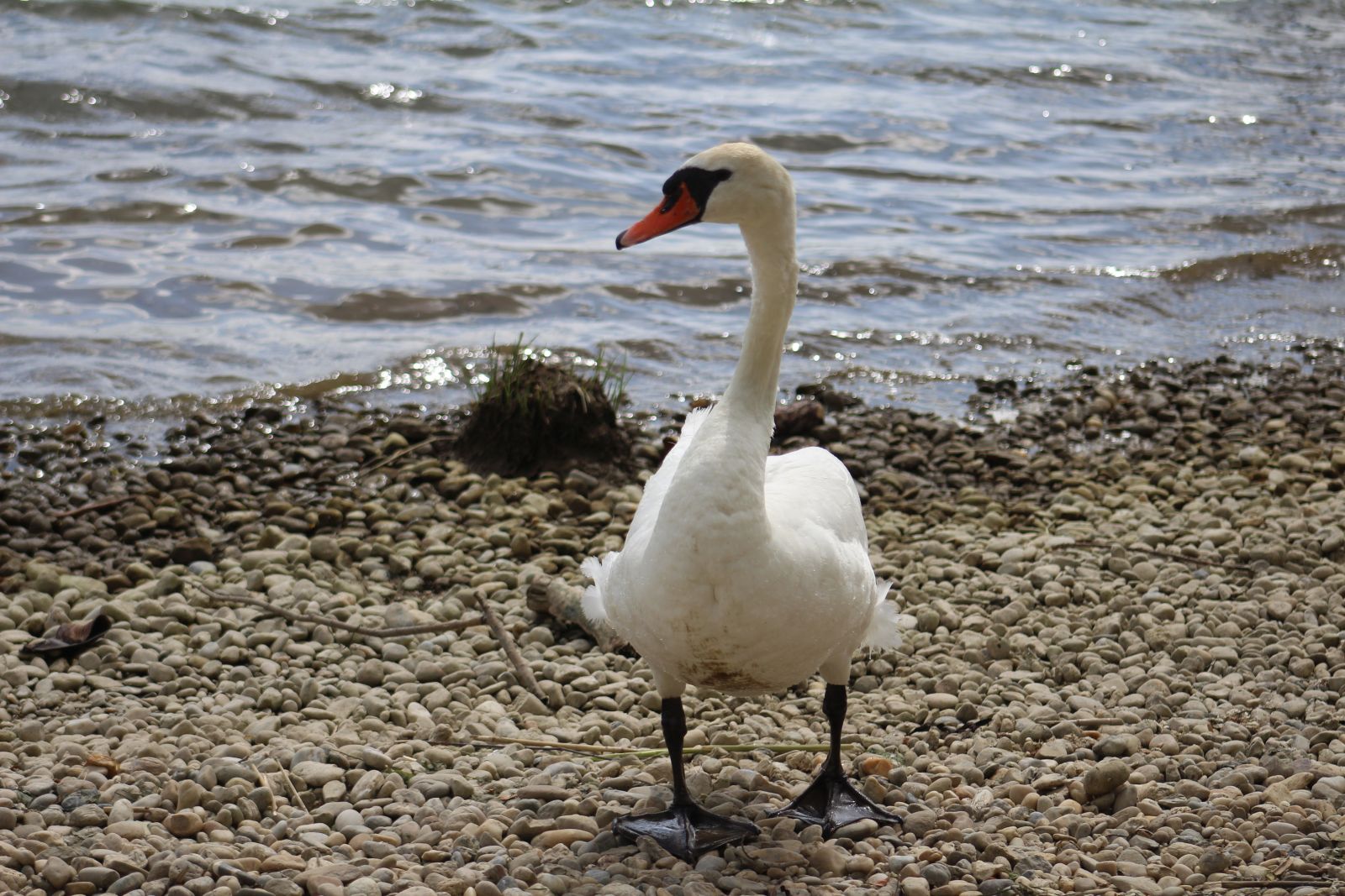 klikom po marini 0405