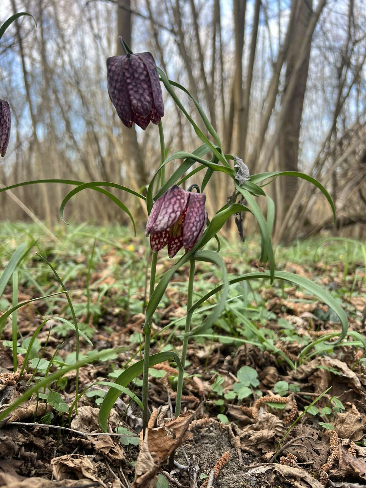 kockavica Marijan Kovač (1) kockavica Marijan Kovač (1)