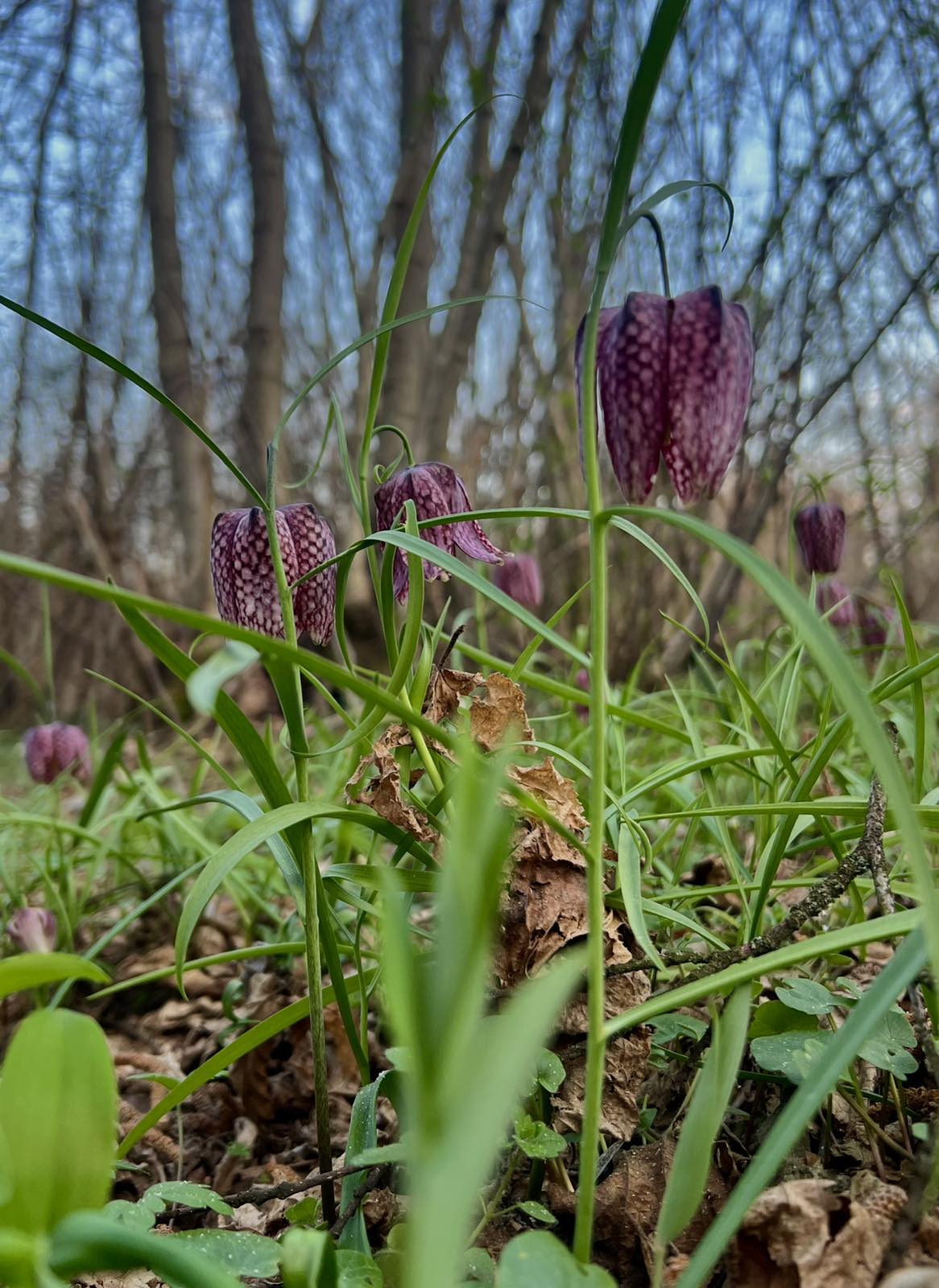 kockavica Marijan Kovač (10) kockavica Marijan Kovač (10)