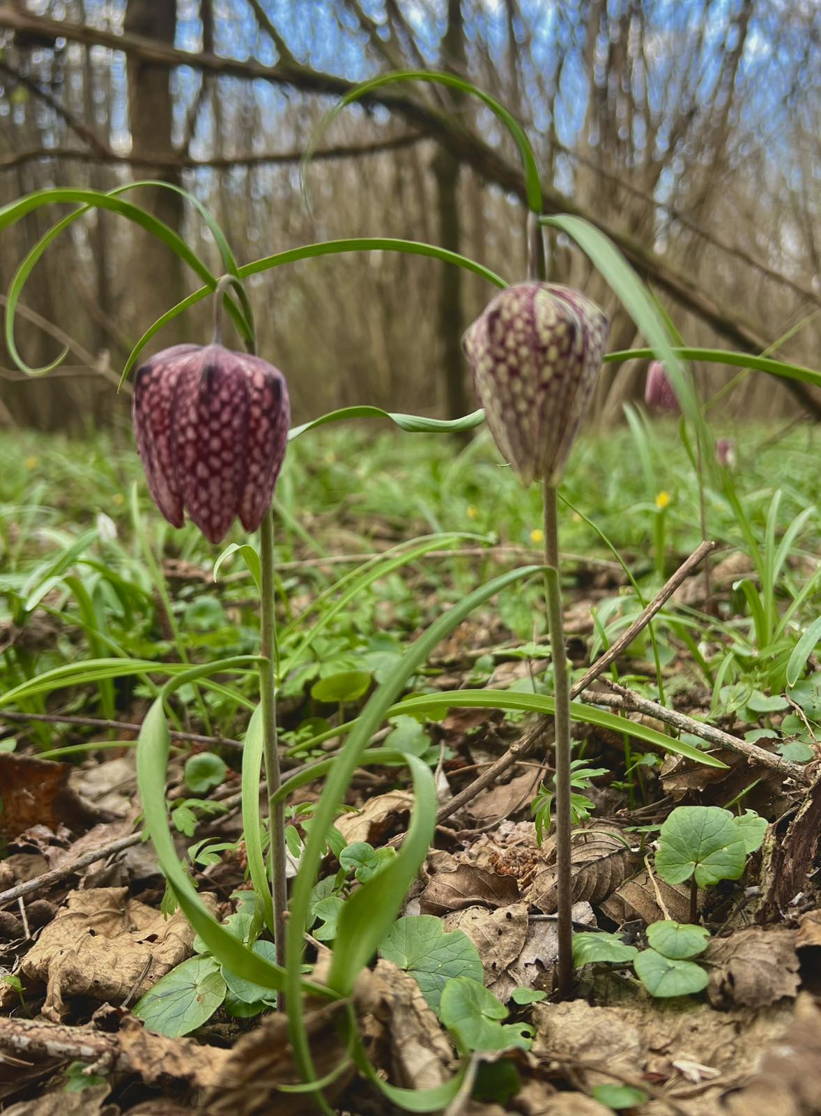 kockavica Marijan Kovač (11) kockavica Marijan Kovač (11)