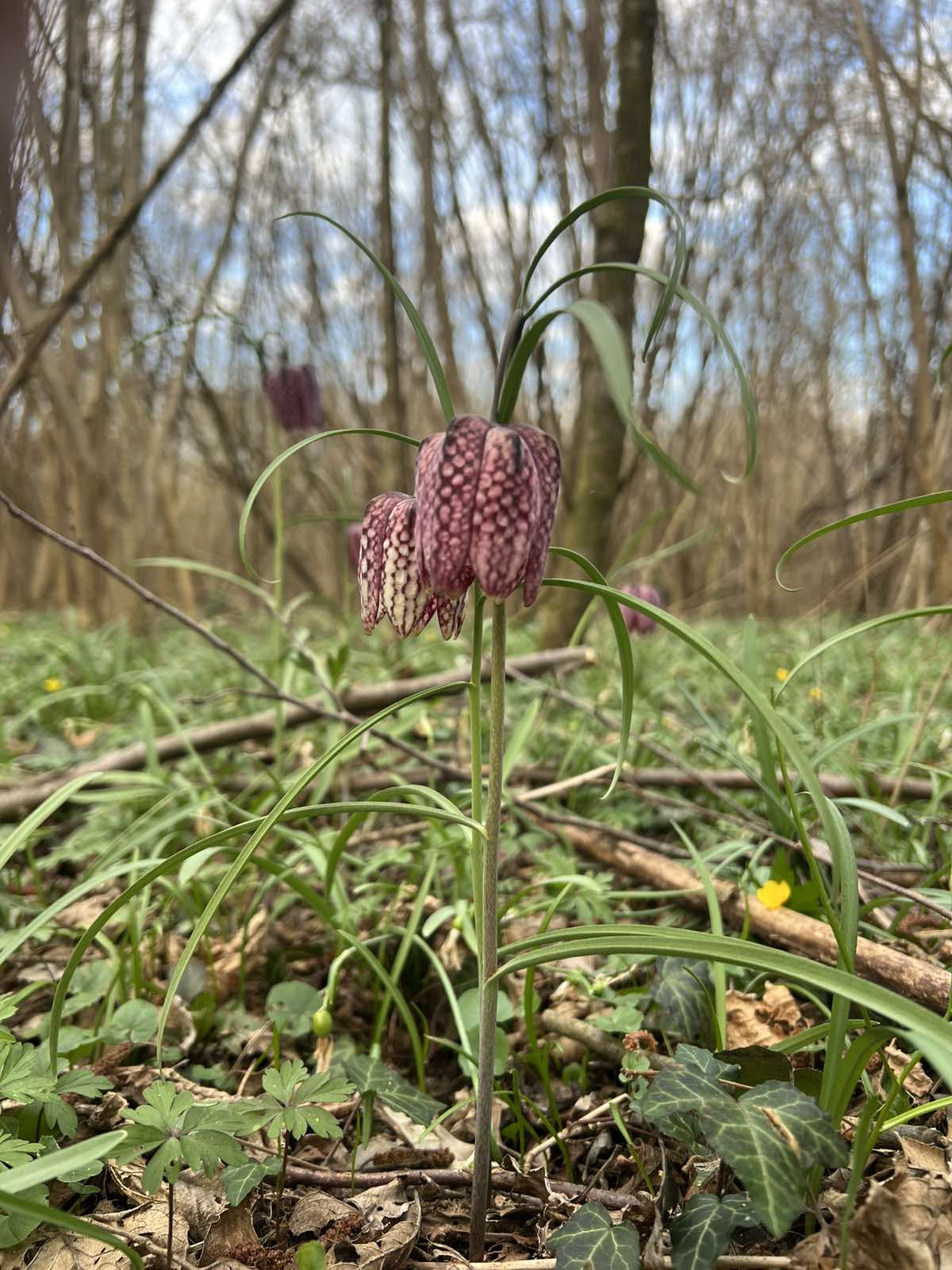 kockavica Marijan Kovač (12) kockavica Marijan Kovač (12)