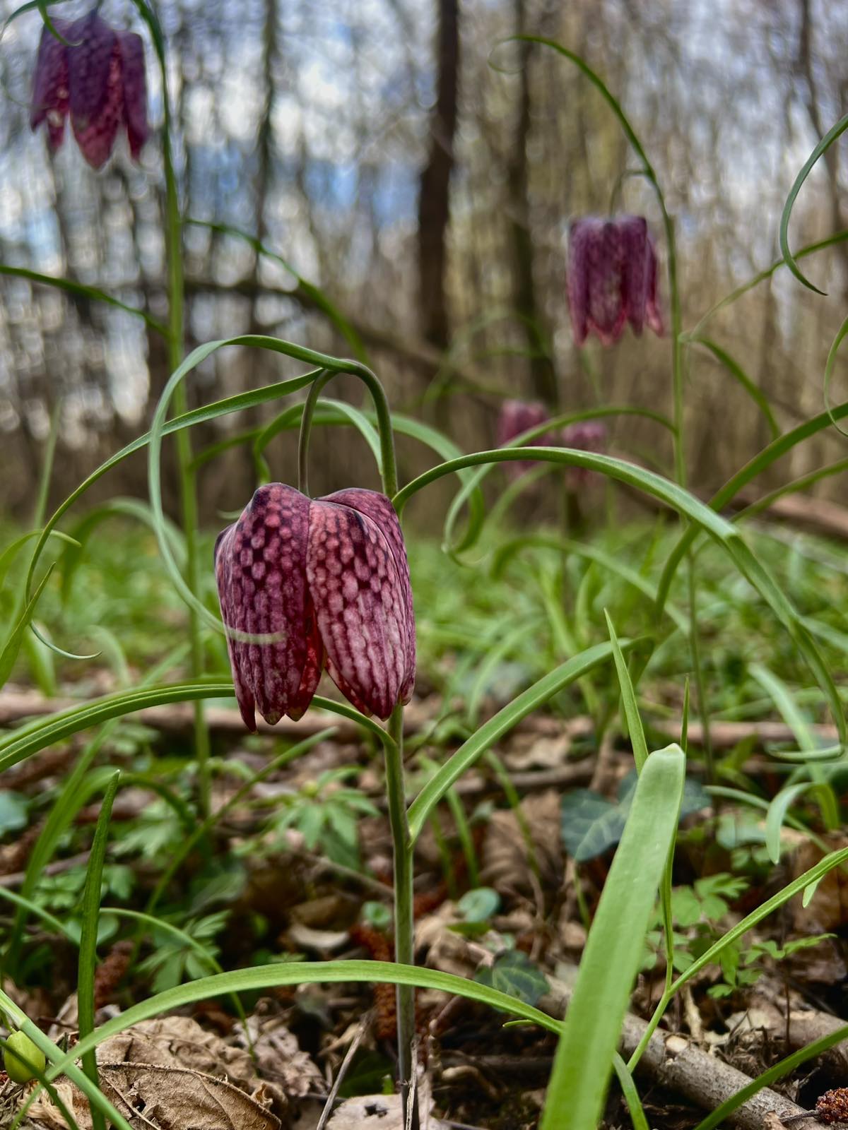 kockavica Marijan Kovač (2) kockavica Marijan Kovač (2)