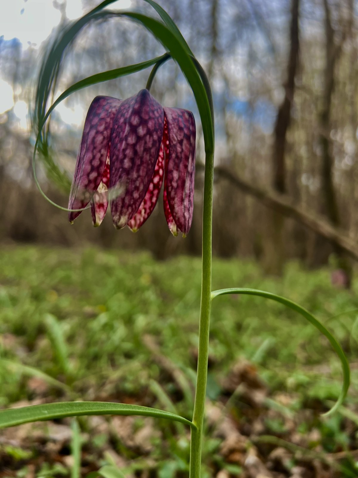 kockavica Marijan Kovač (3) kockavica Marijan Kovač (3)