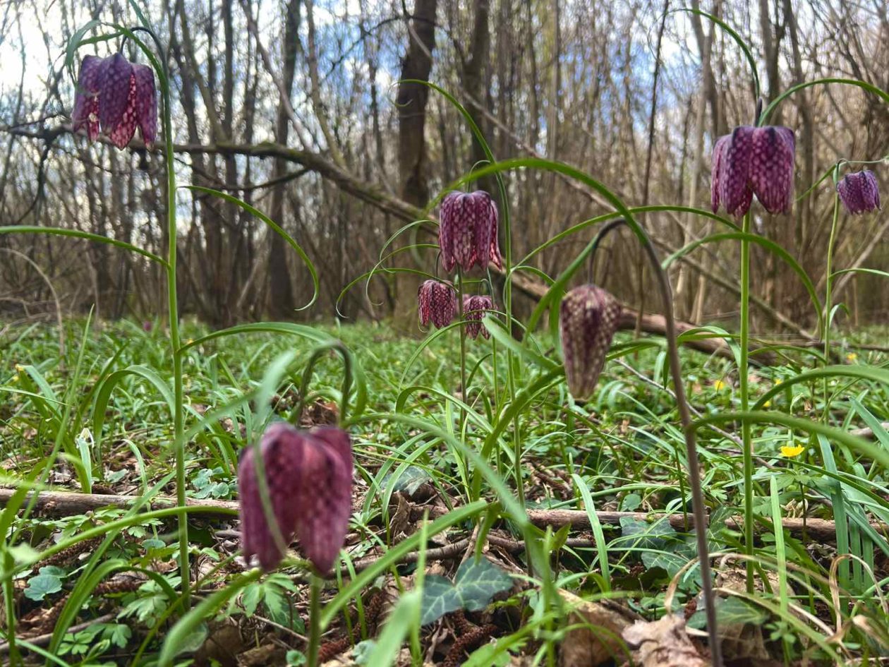 kockavica Marijan Kovač (4) kockavica Marijan Kovač (4)